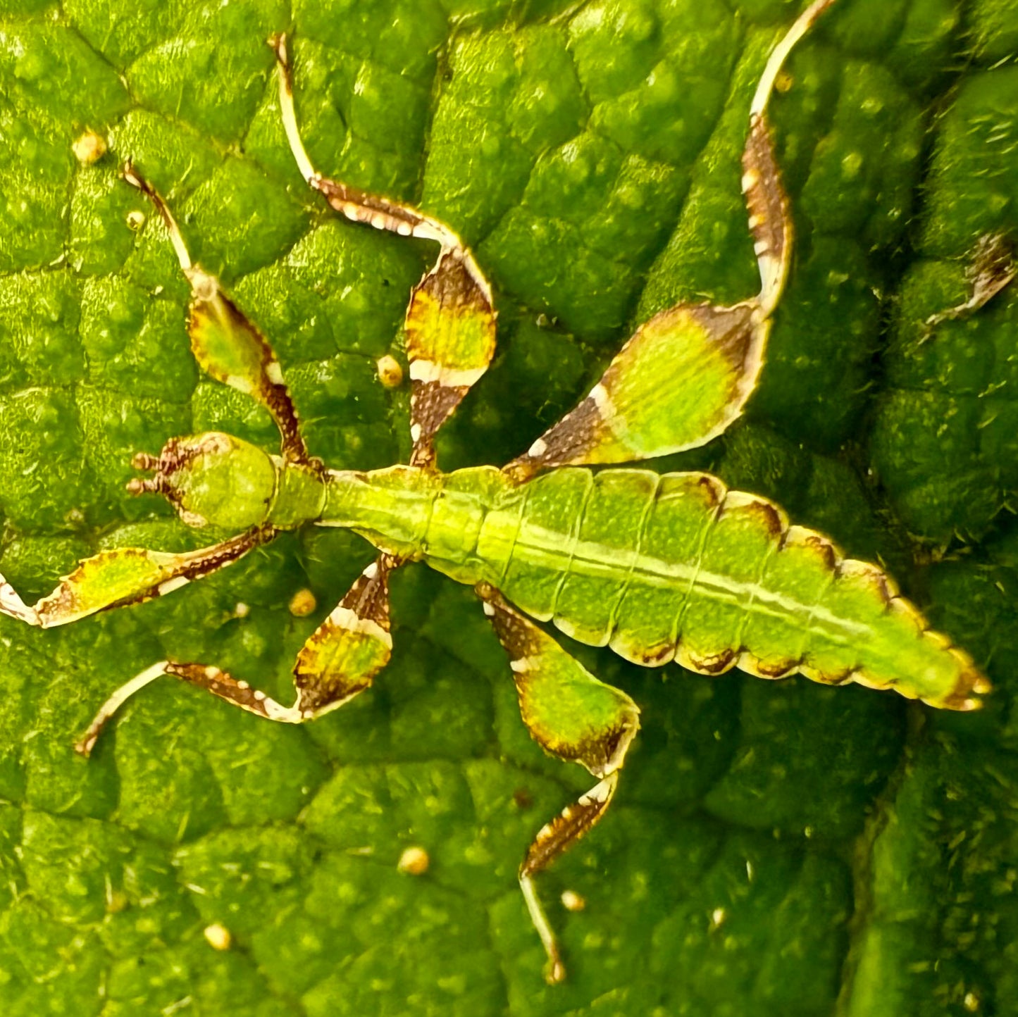 Phyllium philippinicum Nymphs