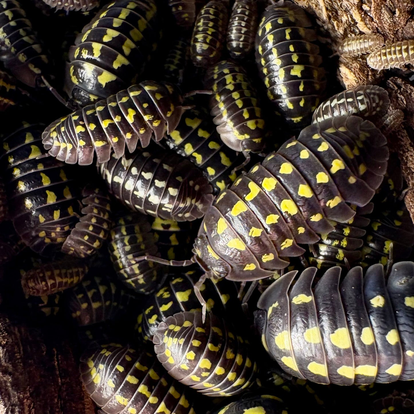 Armadillidium Gestroi (Yellow Spotted Isopod)