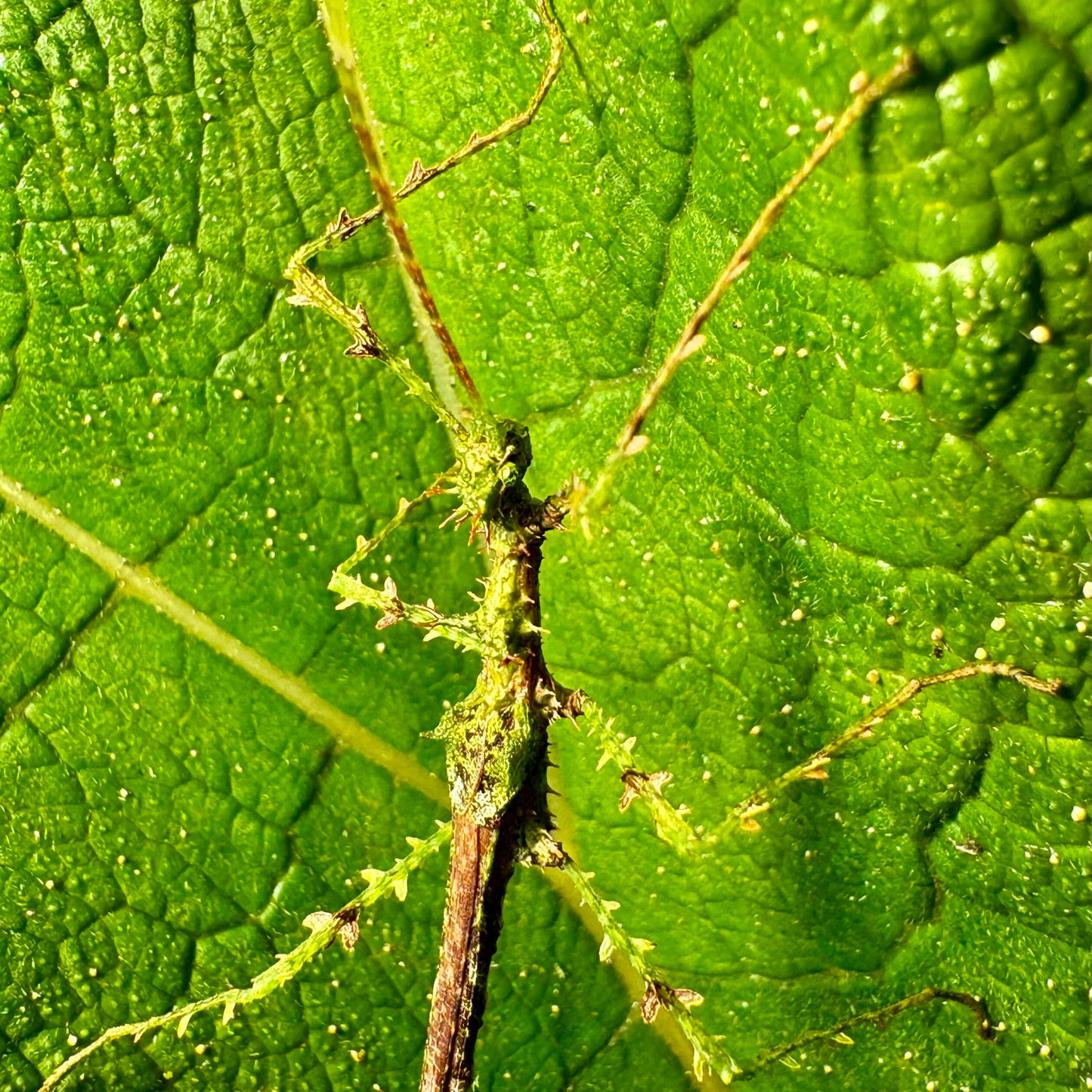 Taraxippus samarae "Siquirres" Eggs