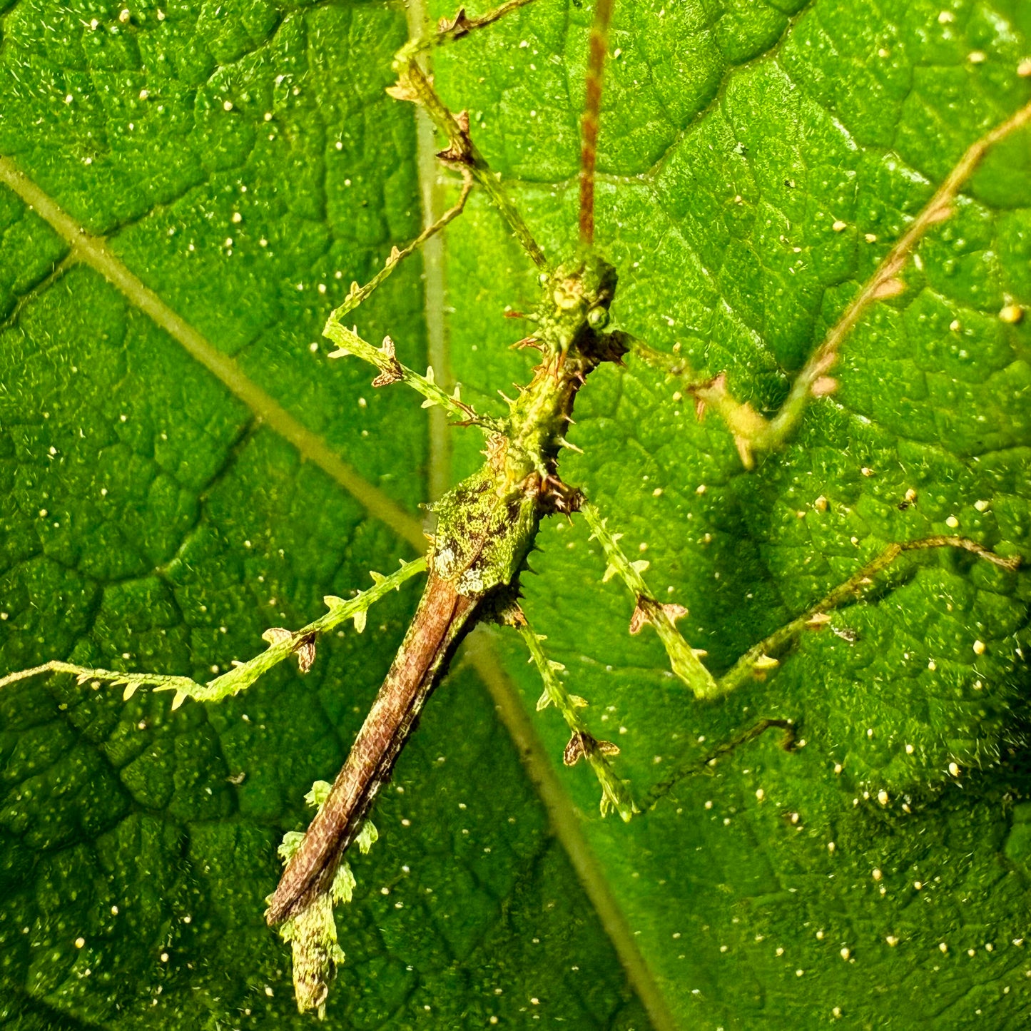 Taraxippus samarae "Siquirres" Eggs