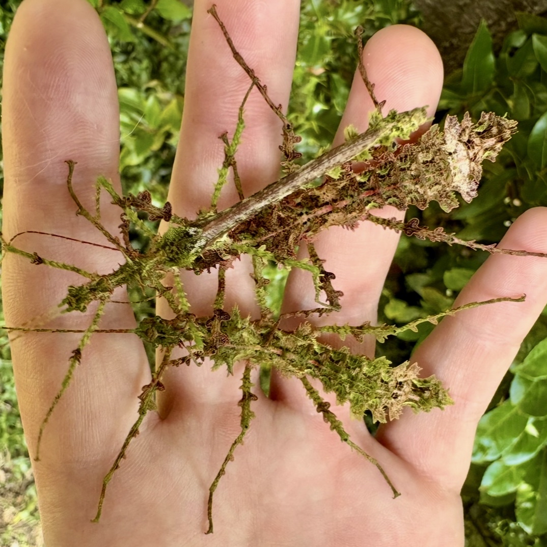 Taraxippus samarae "Siquirres" Eggs