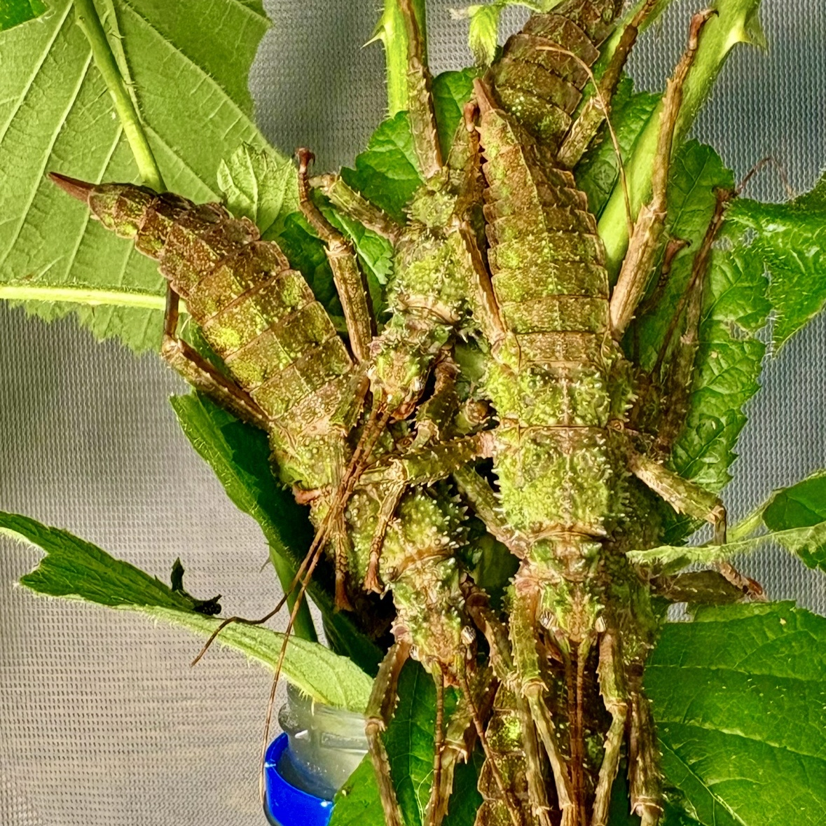 Mearnsiana bullosa "Mt. Apo" Eggs