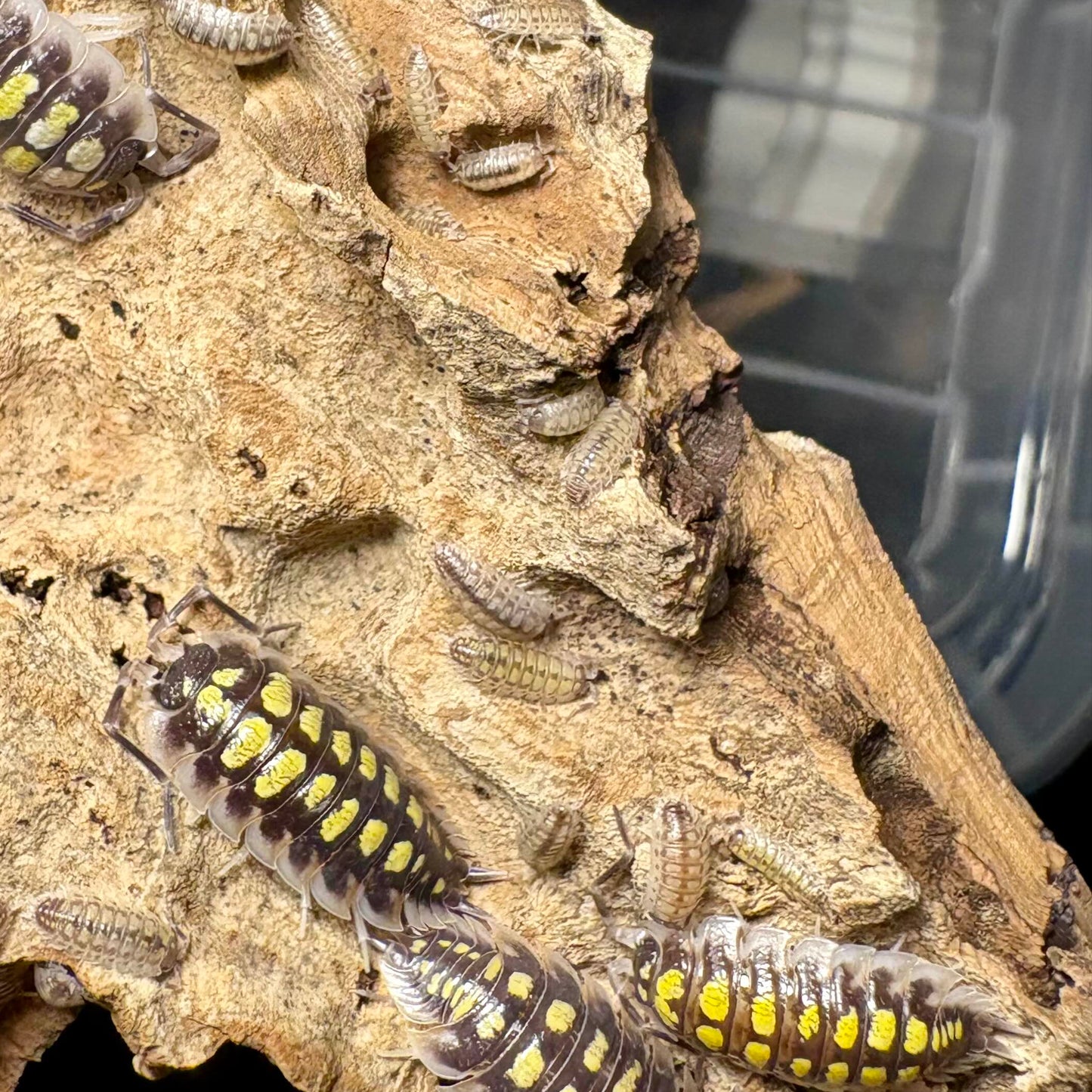 Porcellio haasi "High Yellow"