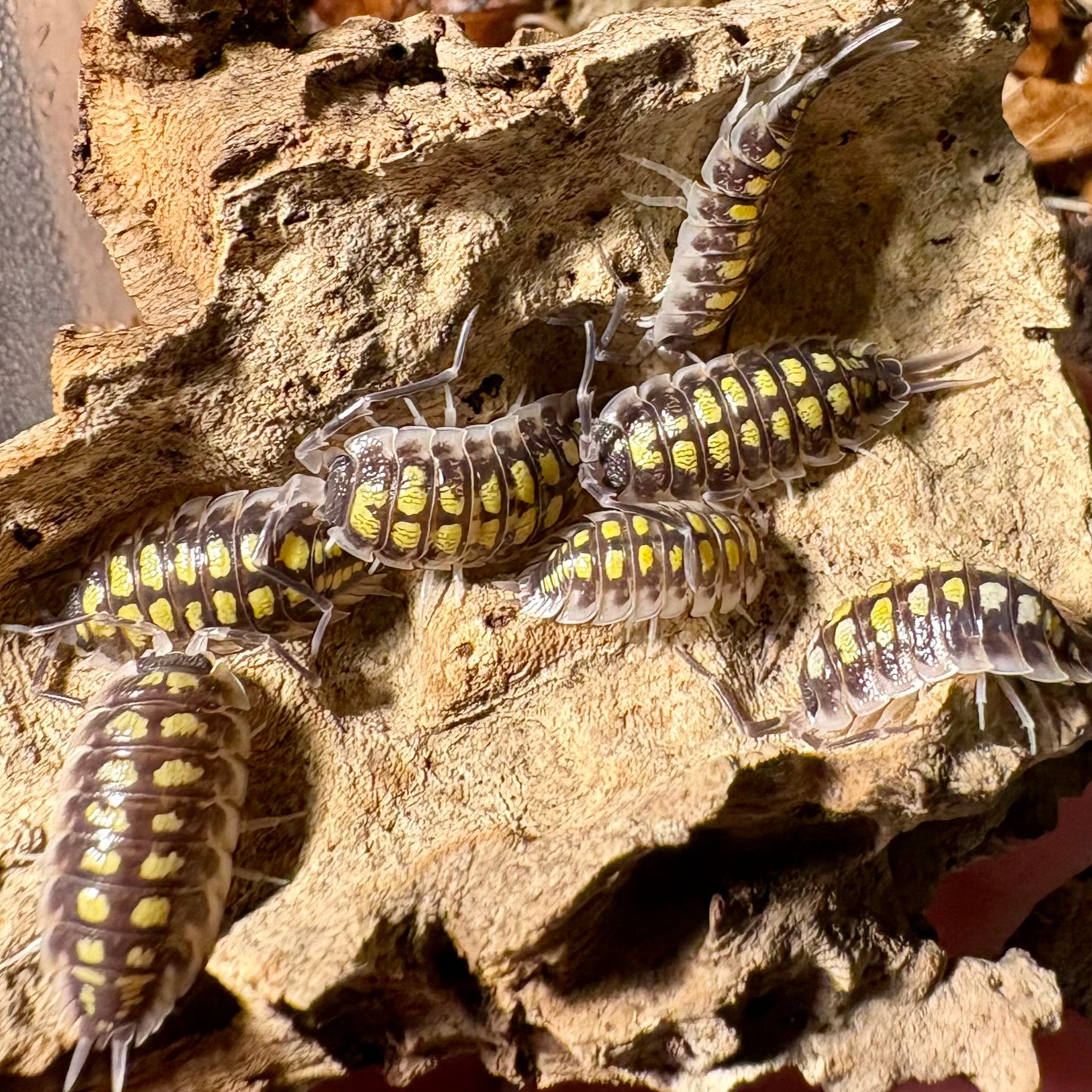 Porcellio haasi "High Yellow"