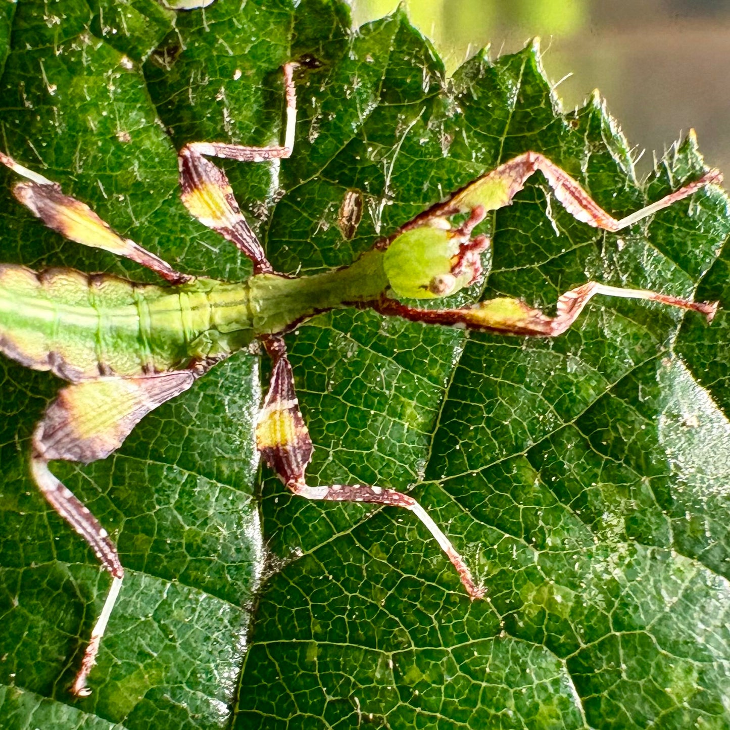 Phyllium gantungense "Rizal" Nymphs