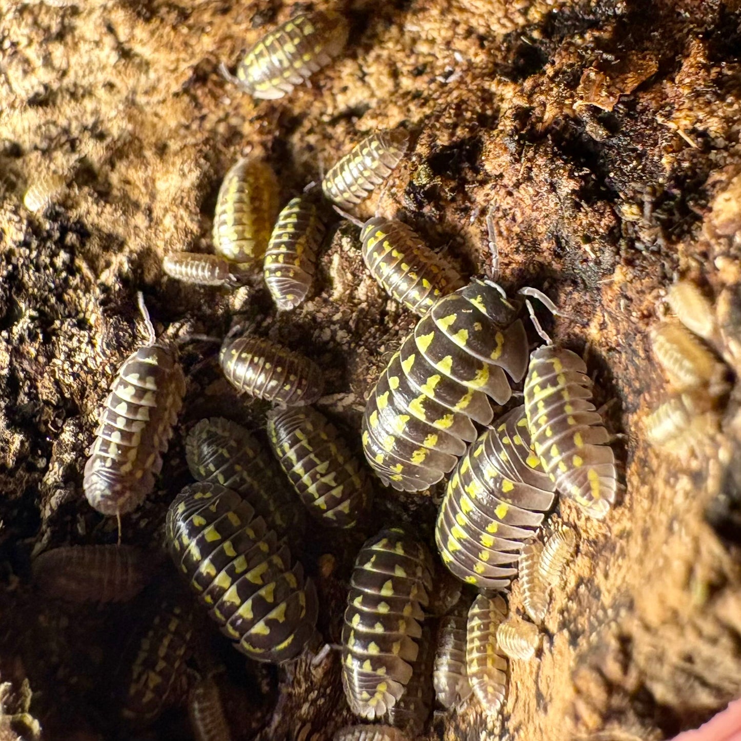 Armadillidium Gestroi (Yellow Spotted Isopod)