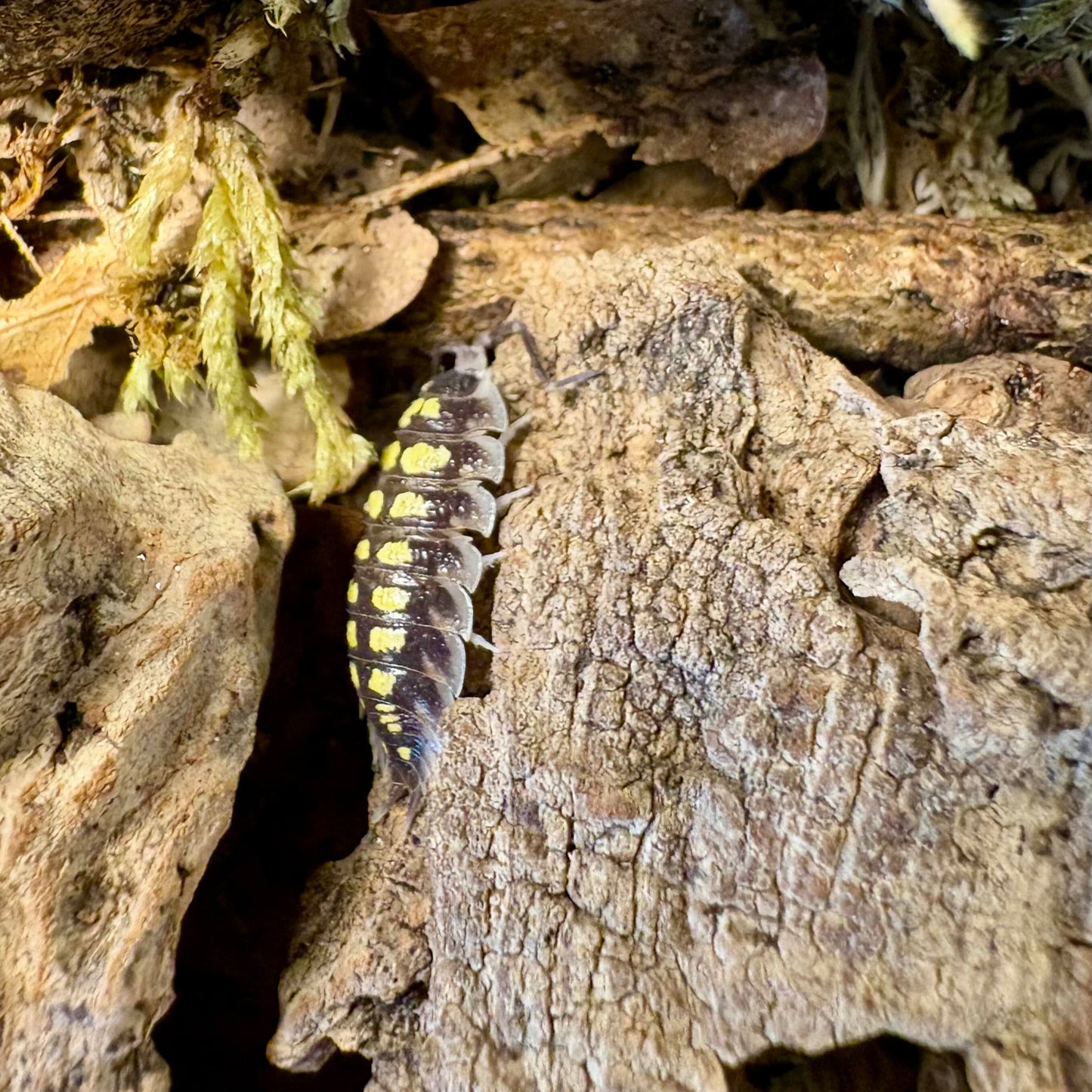 Porcellio haasi "High Yellow"