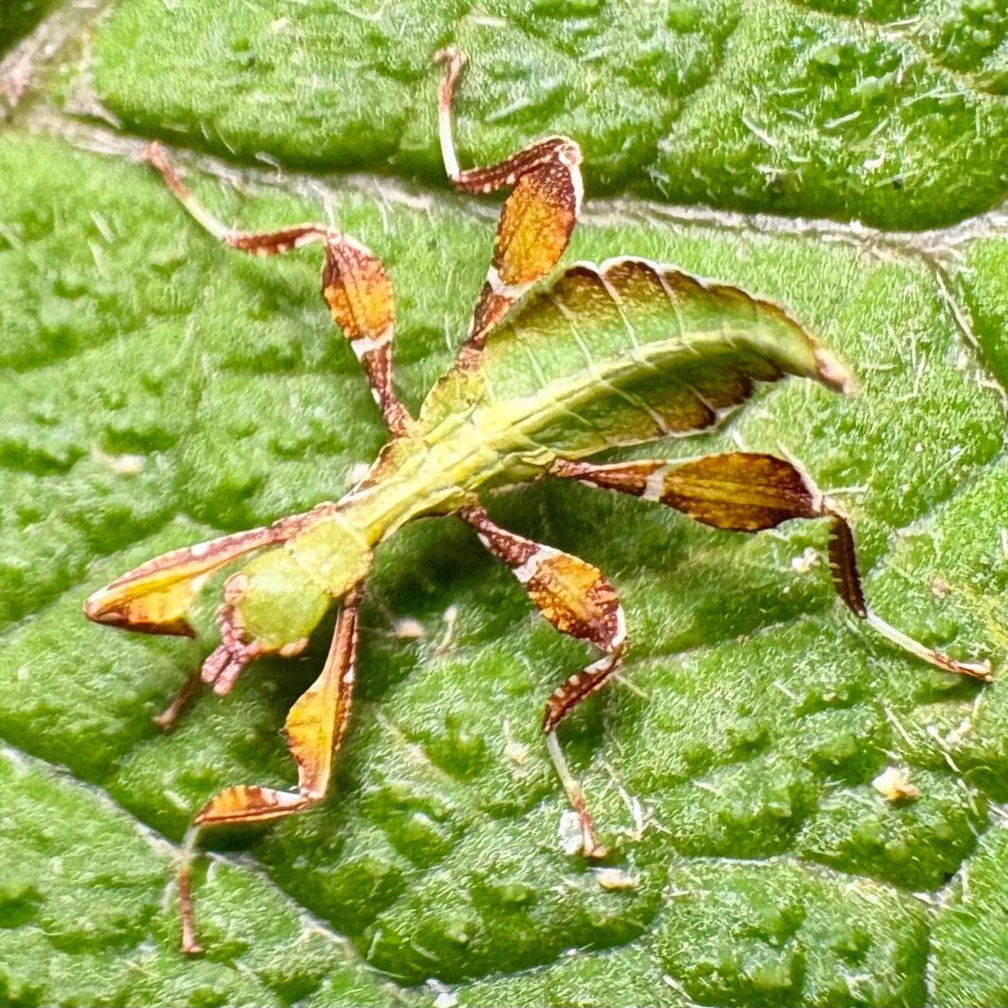 Phyllium gardabagusi "Argopuro" Eggs
