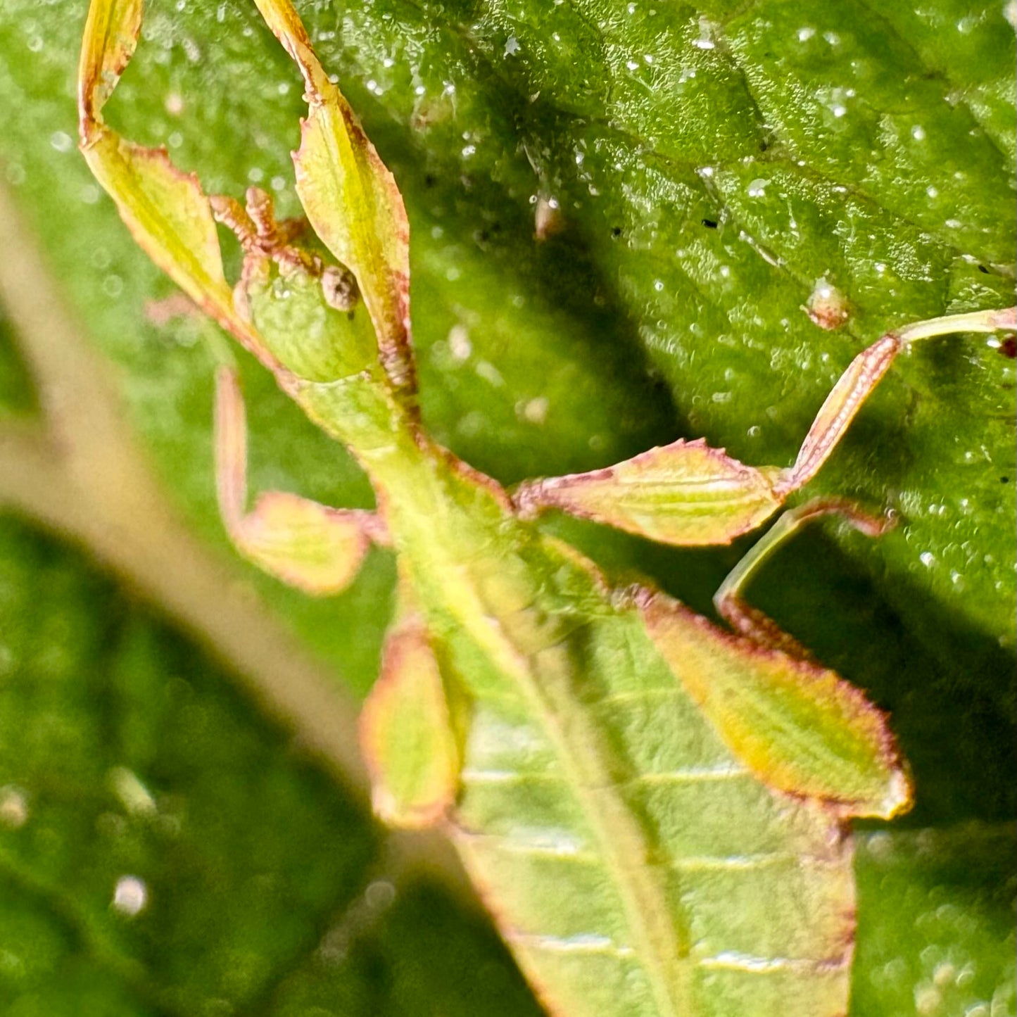 Phyllium letiranti "Tataba" Nymphs