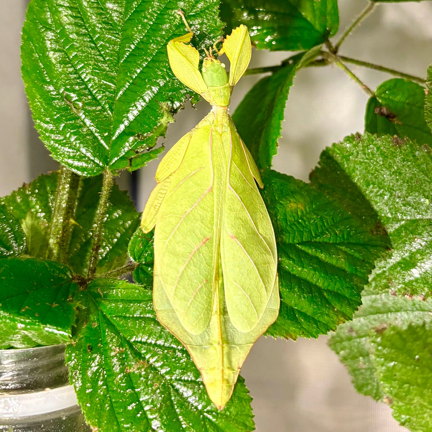 Phyllium gantungense "Rizal" Eggs