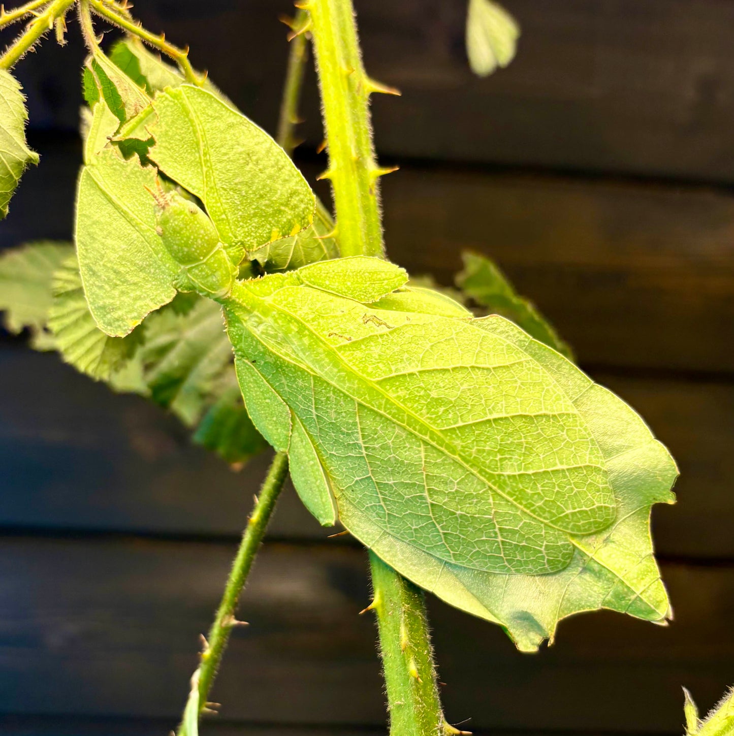 Cryptophyllium limogesi "Thac Krong Kmar" Nymphs