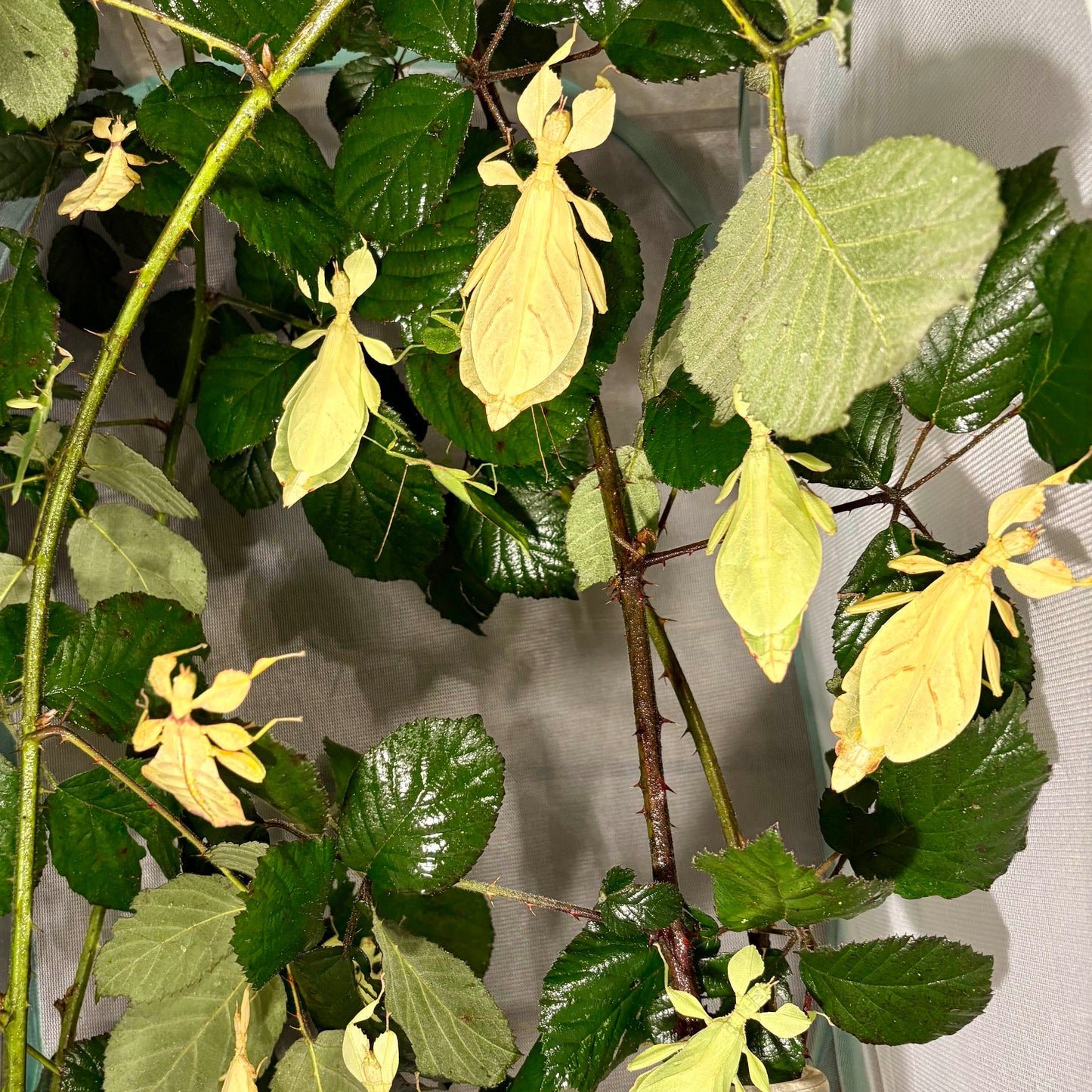 Phyllium letiranti "Tataba" Eggs