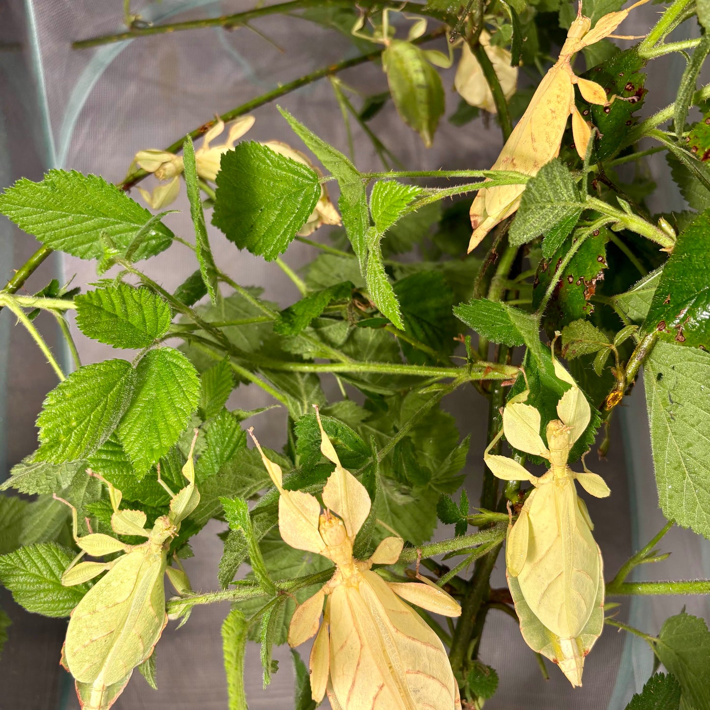 Phyllium letiranti "Tataba" Nymphs