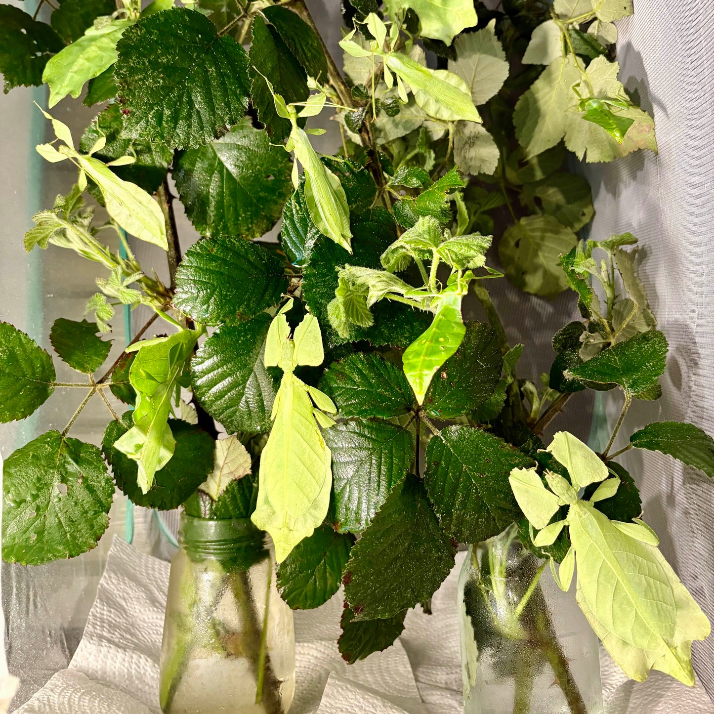 Cryptophyllium limogesi "Thac Krong Kmar" Nymphs