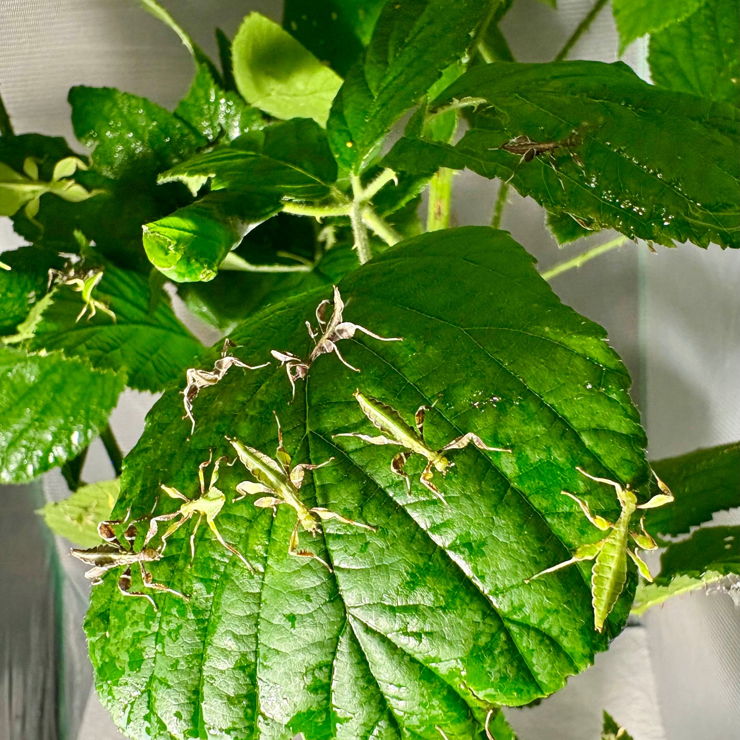Phyllium philippinicum Eggs