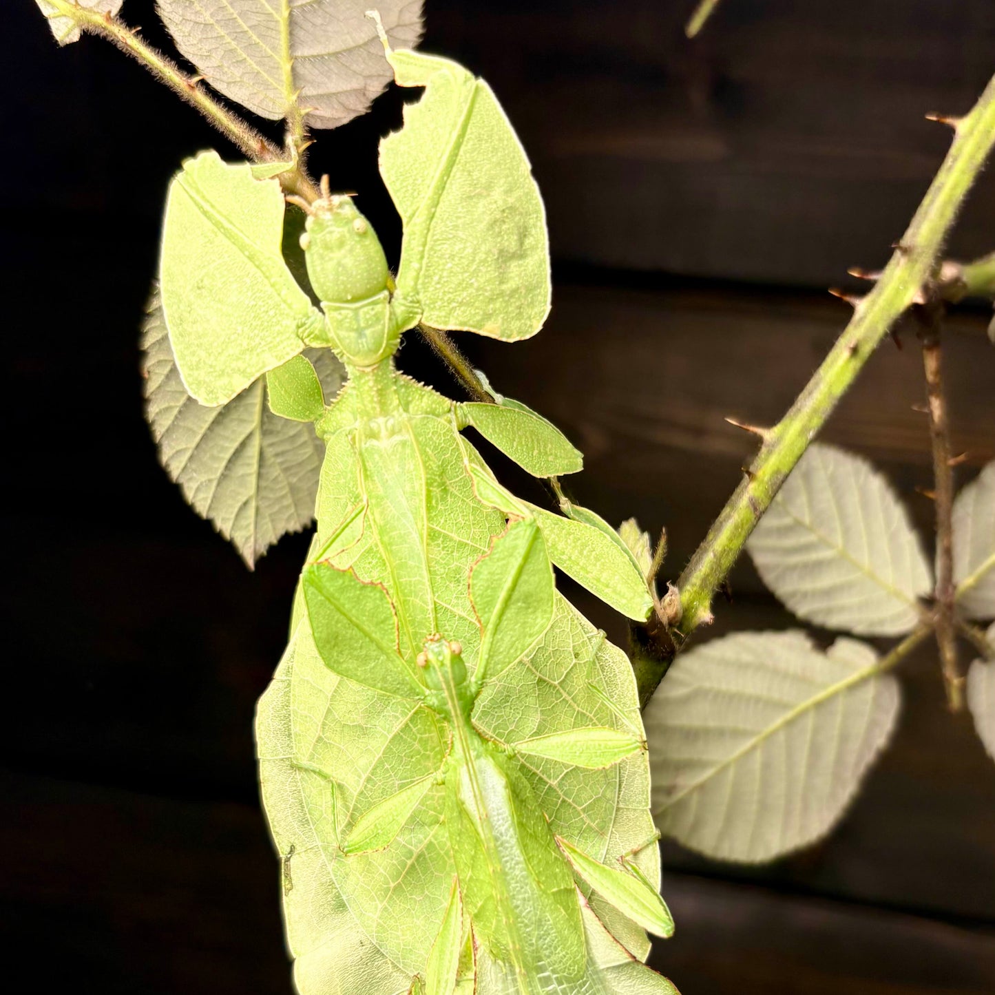 Cryptophyllium limogesi "Thac Krong Kmar" Eggs