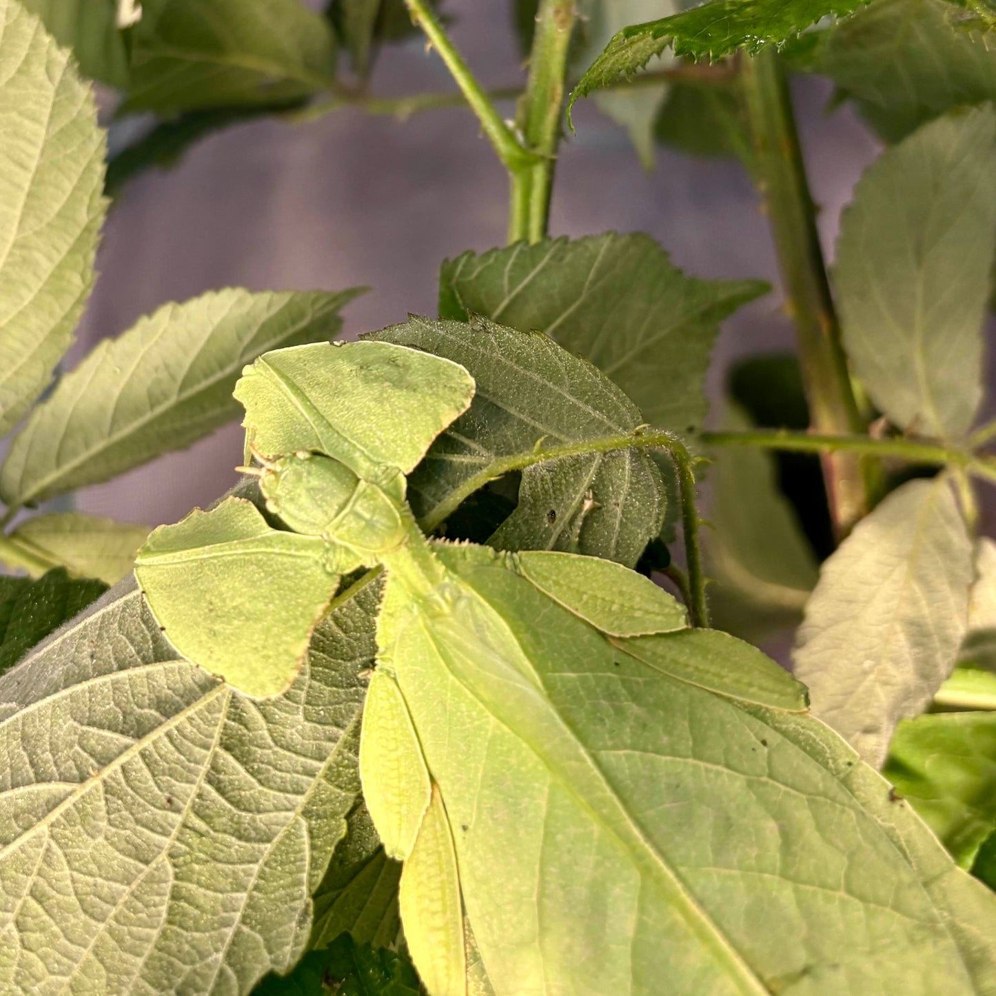 Cryptophyllium limogesi "Thac Krong Kmar" Nymphs