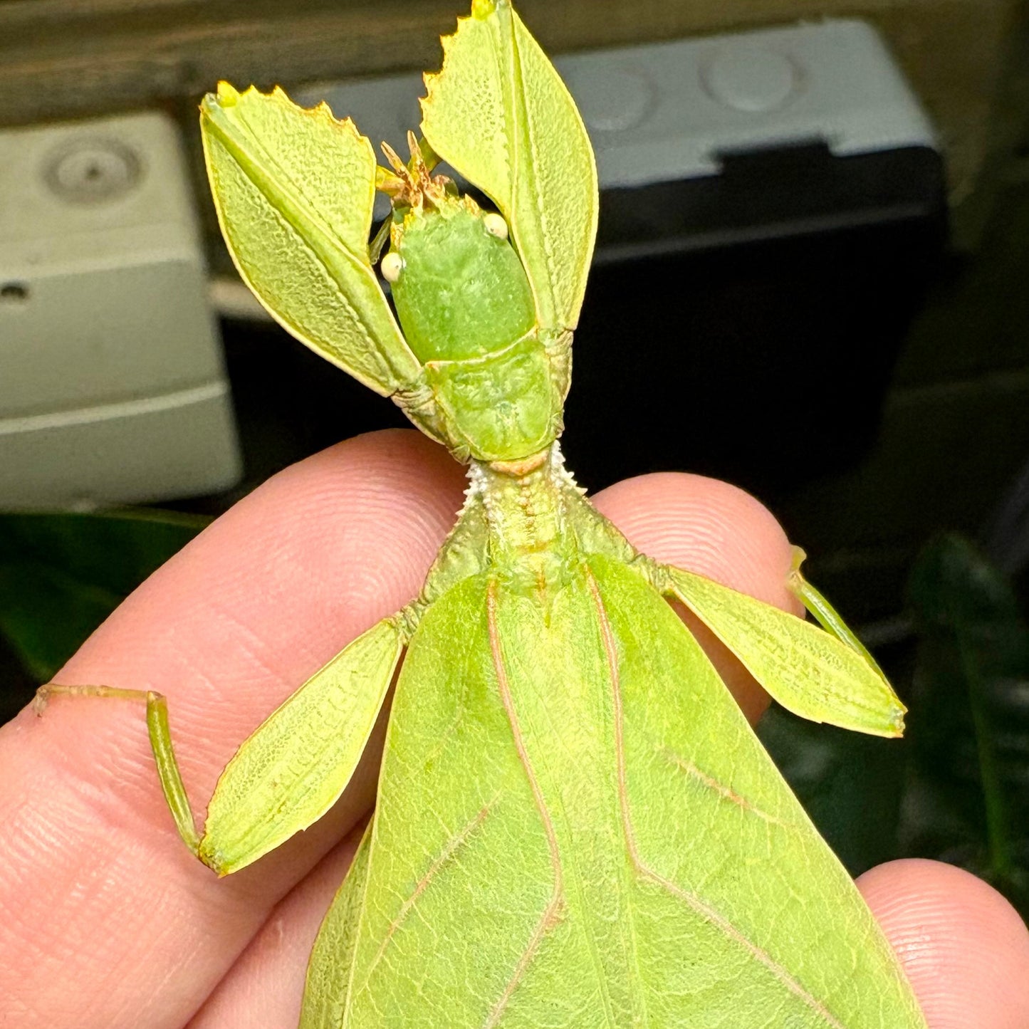 Phyllium gantungense "Rizal" Nymphs