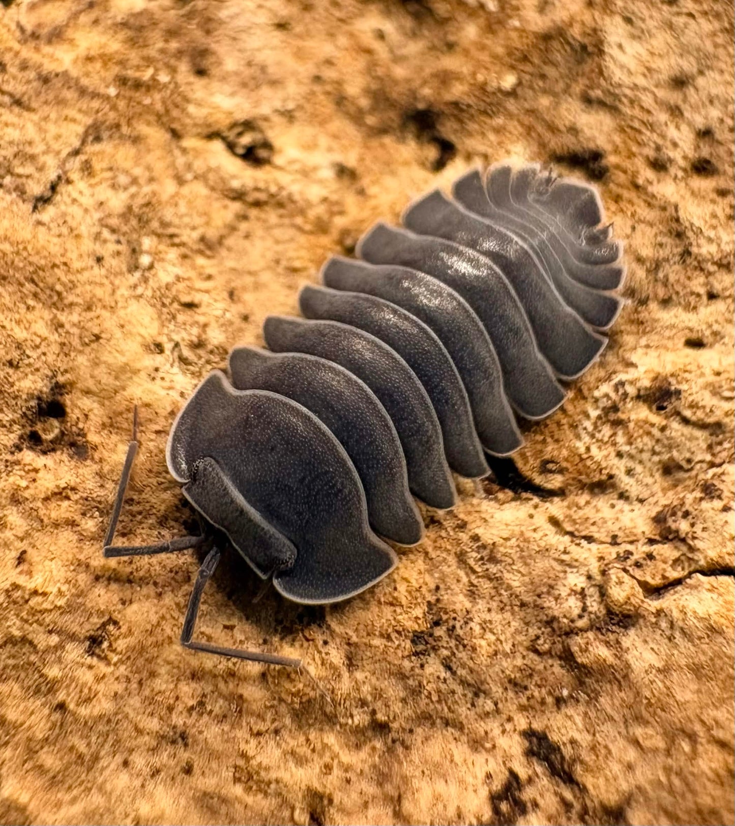 Ardentiella sp "Black Hole"