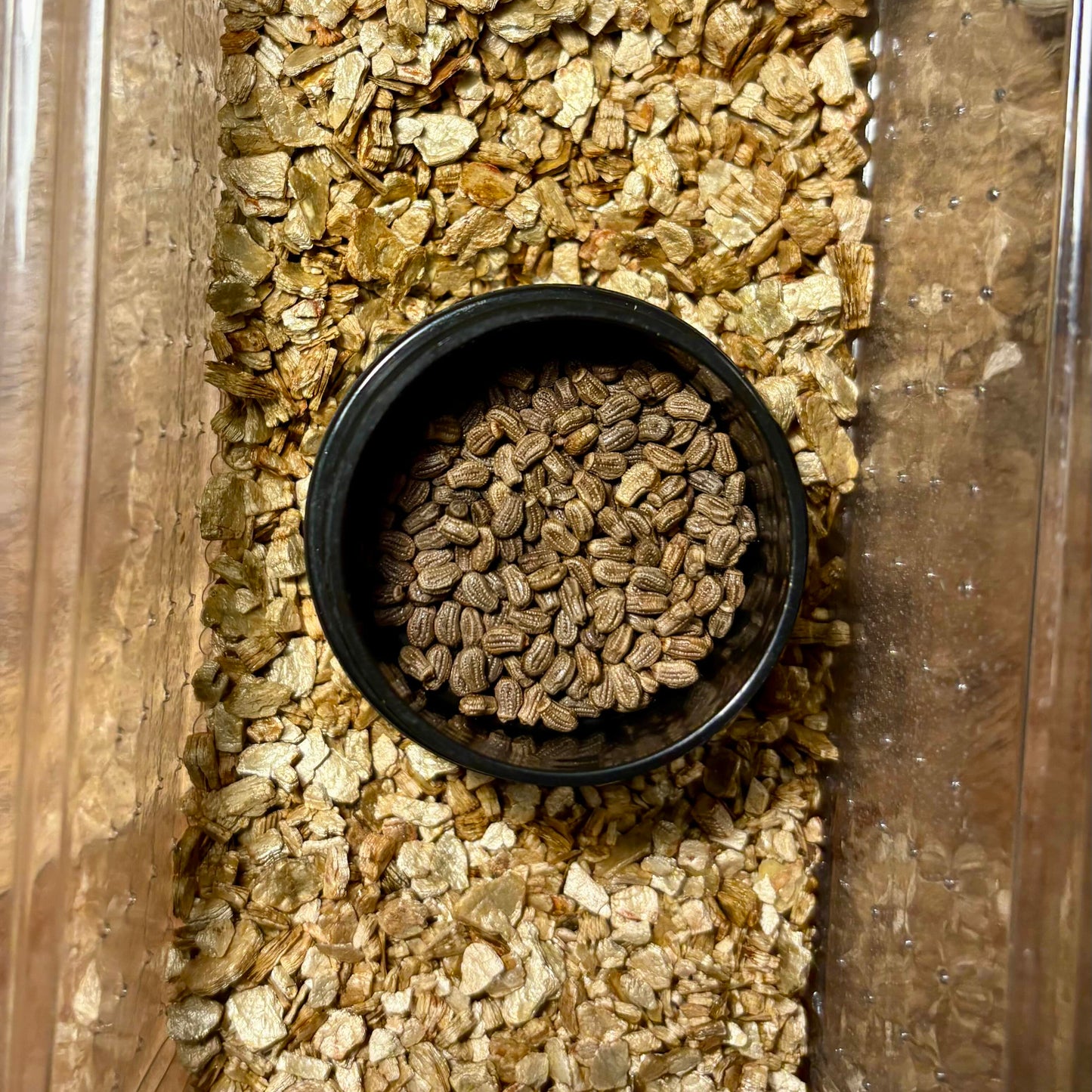 Phyllium philippinicum Eggs