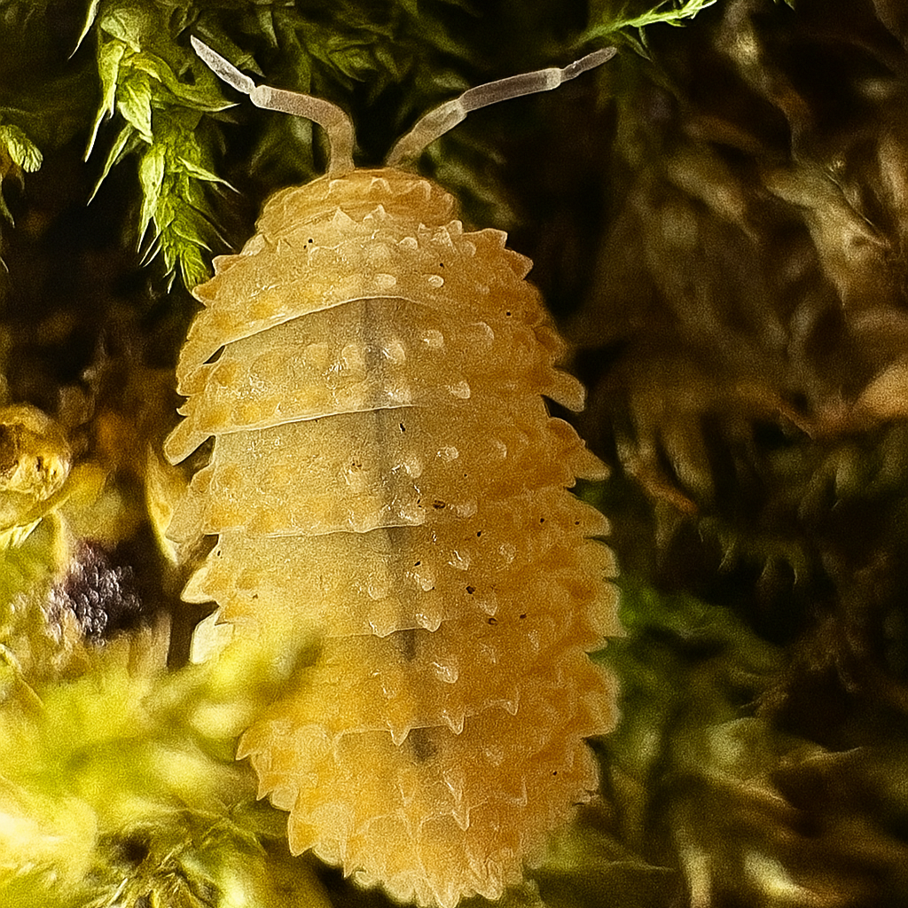 Cristarmadillidium muricatum (Crystal Pineapple Isopod)