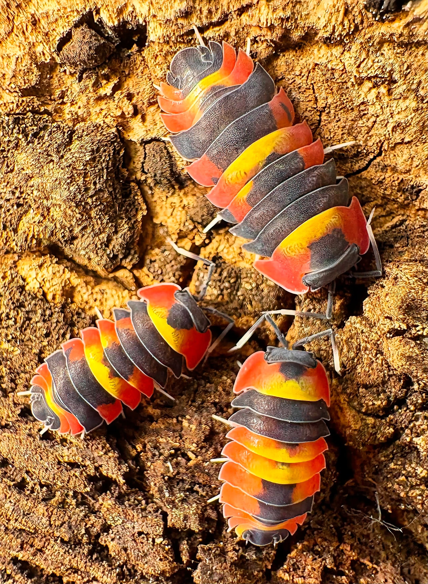 Ardentiella sp "Blister Fire"