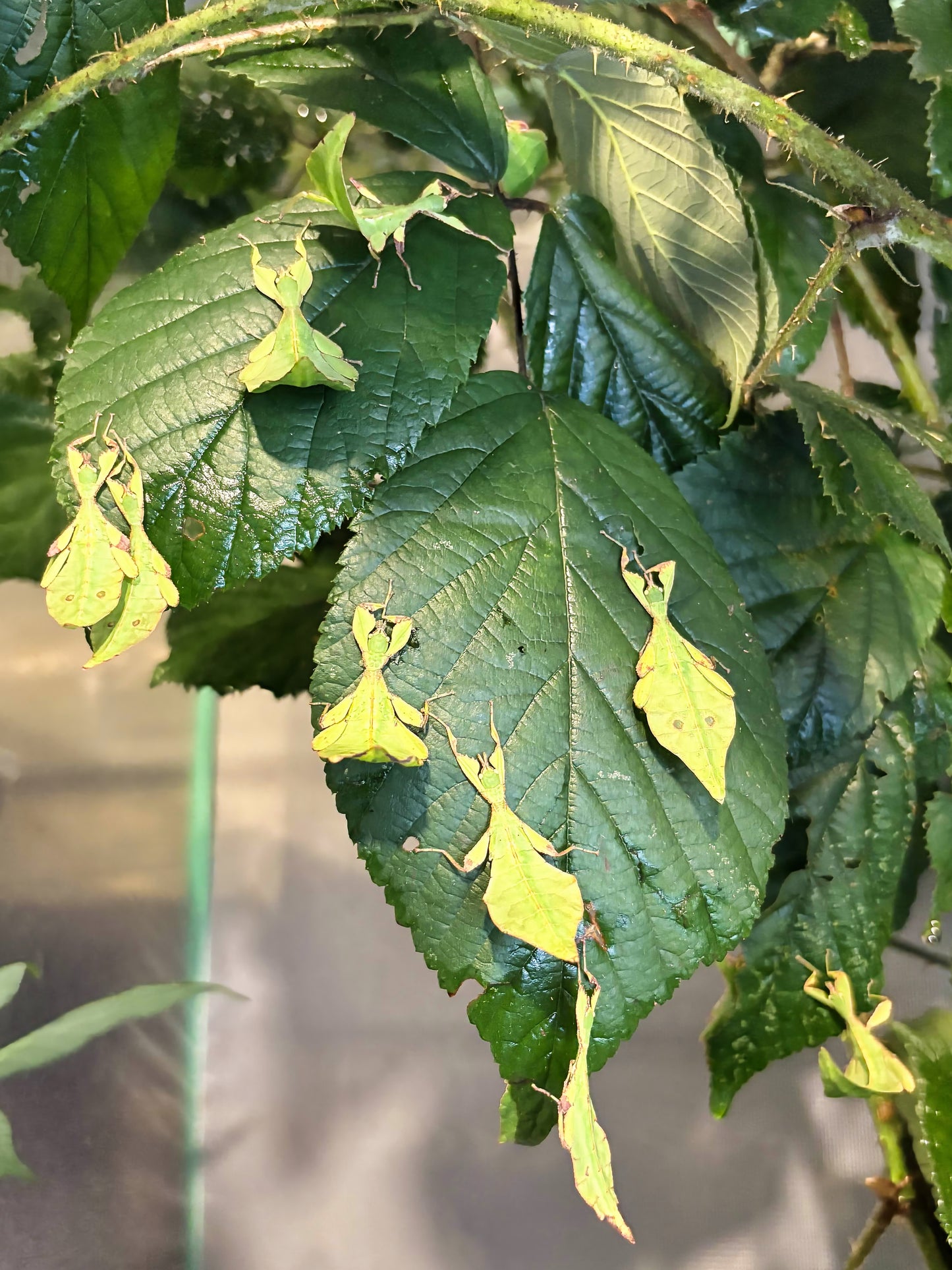 Phyllium gantungense "Rizal" Nymphs