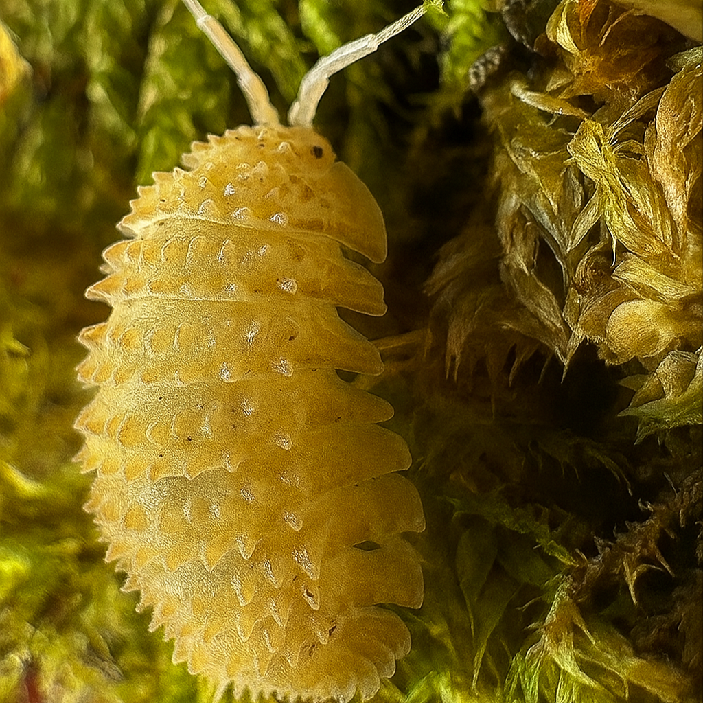 Cristarmadillidium muricatum (Crystal Pineapple Isopod)