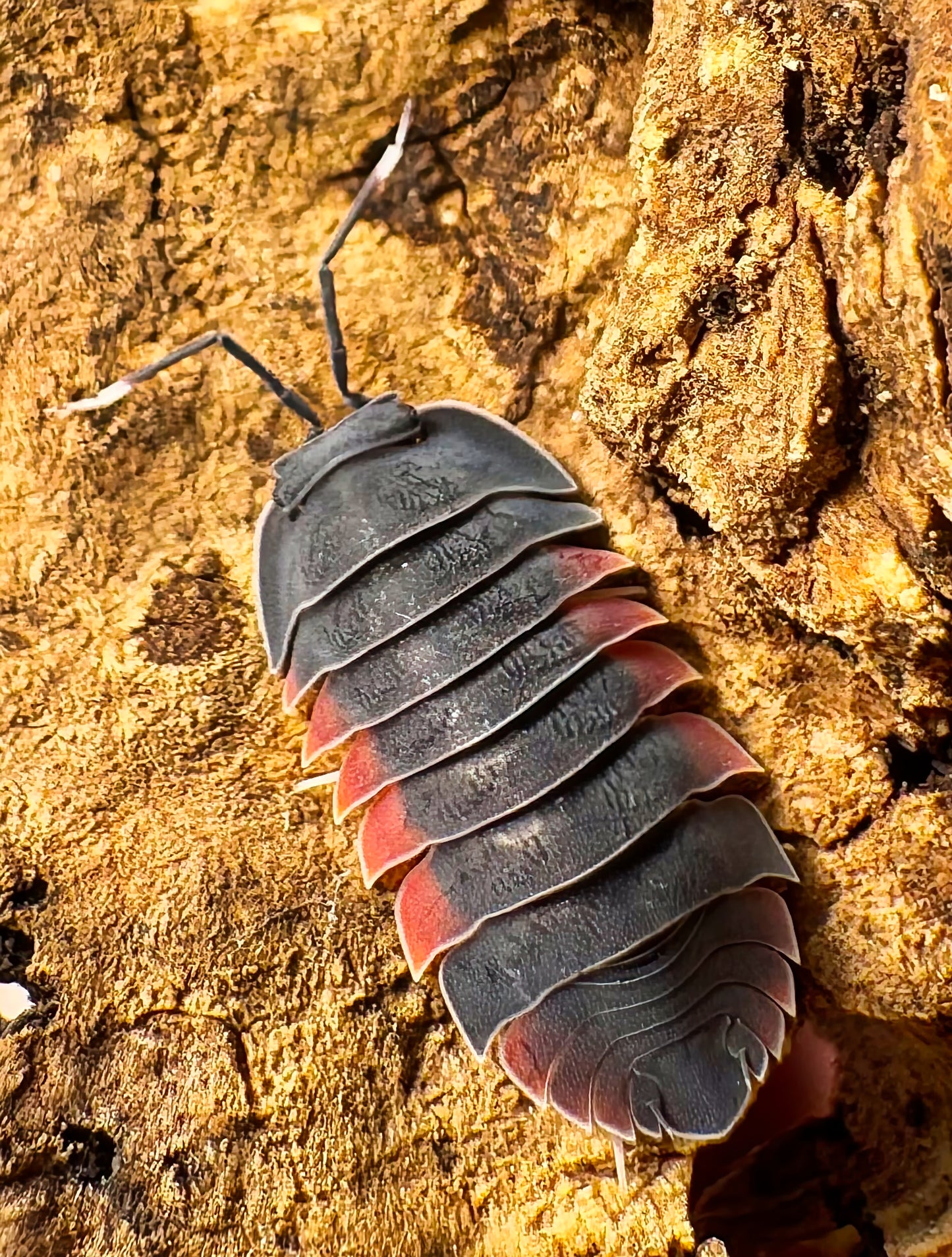 Ardentiella sp "Lava"