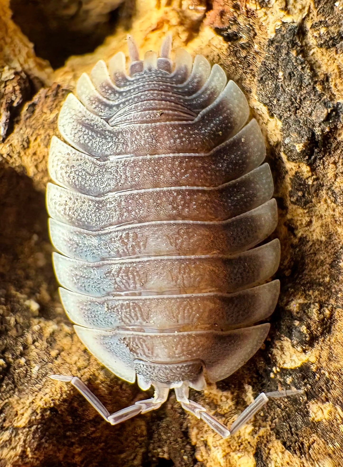 Porcellio werneri
