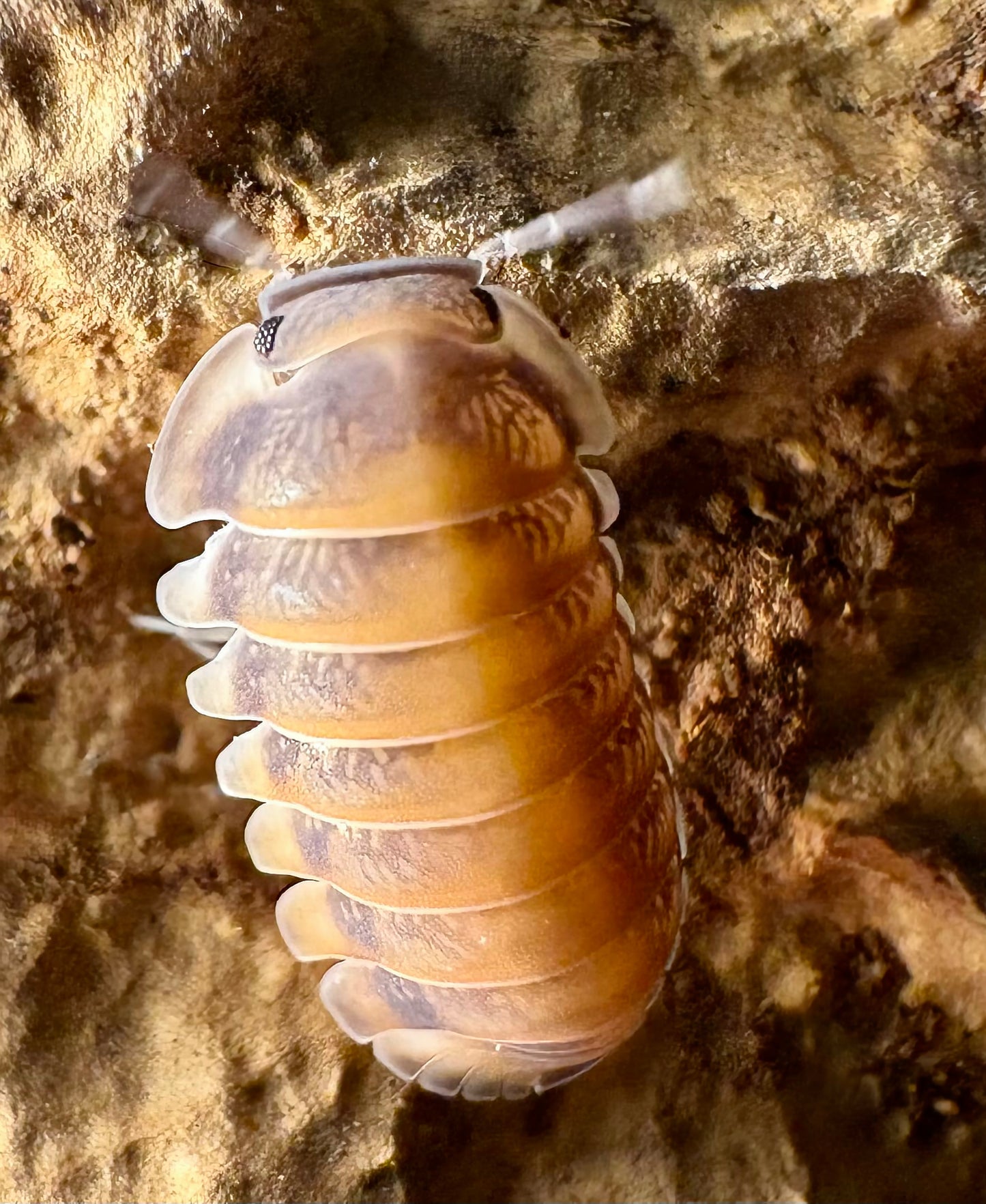 Cubaris sp "Red Pak Chong"
