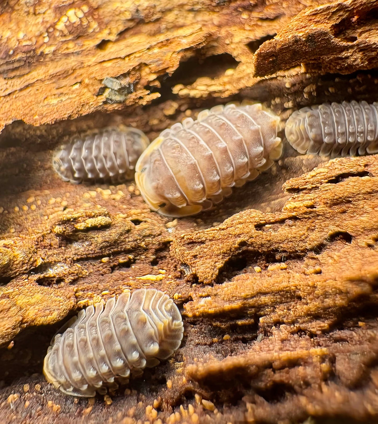 Isopoda sp "Shiny Gator"