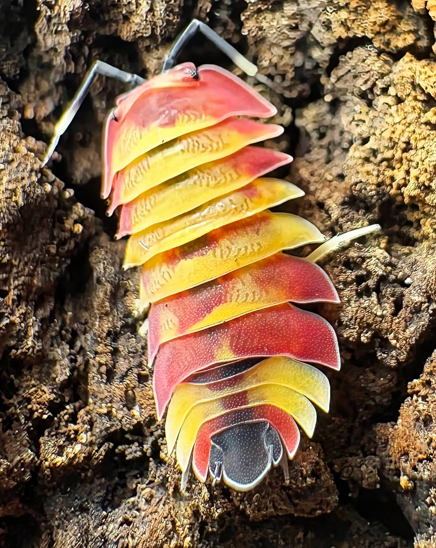Ardentiella sp "Scarlet"