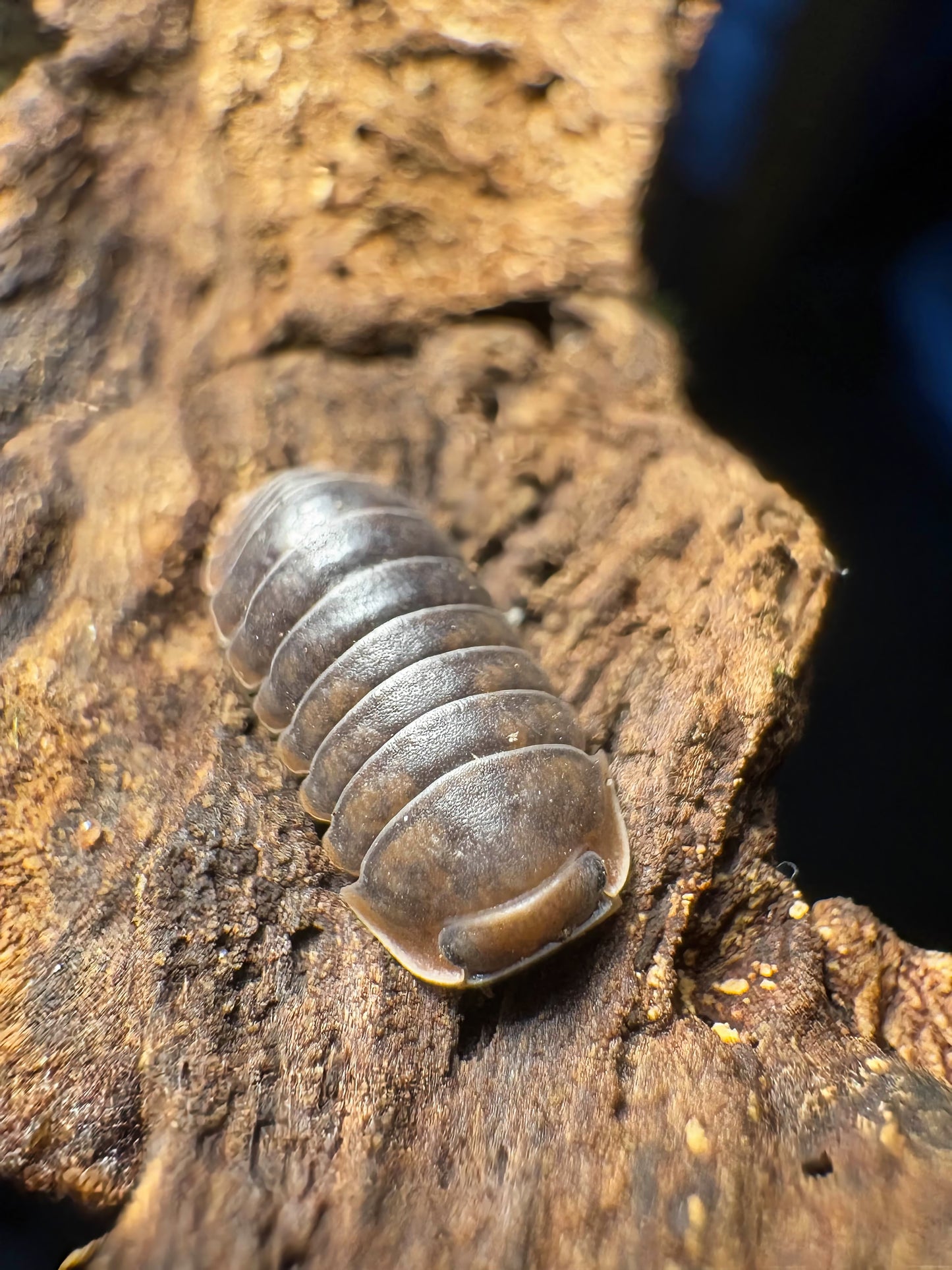 Filipinodillo sp "Nakar"