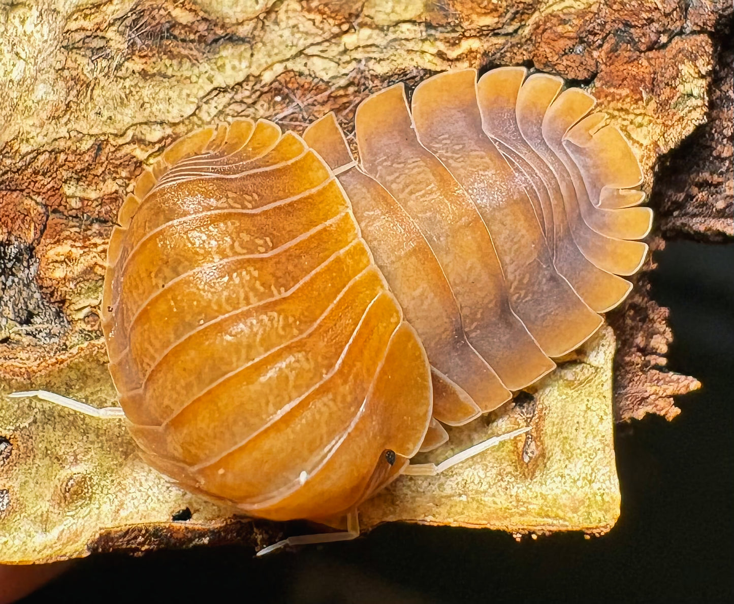 Troglodillo sp "Vex"