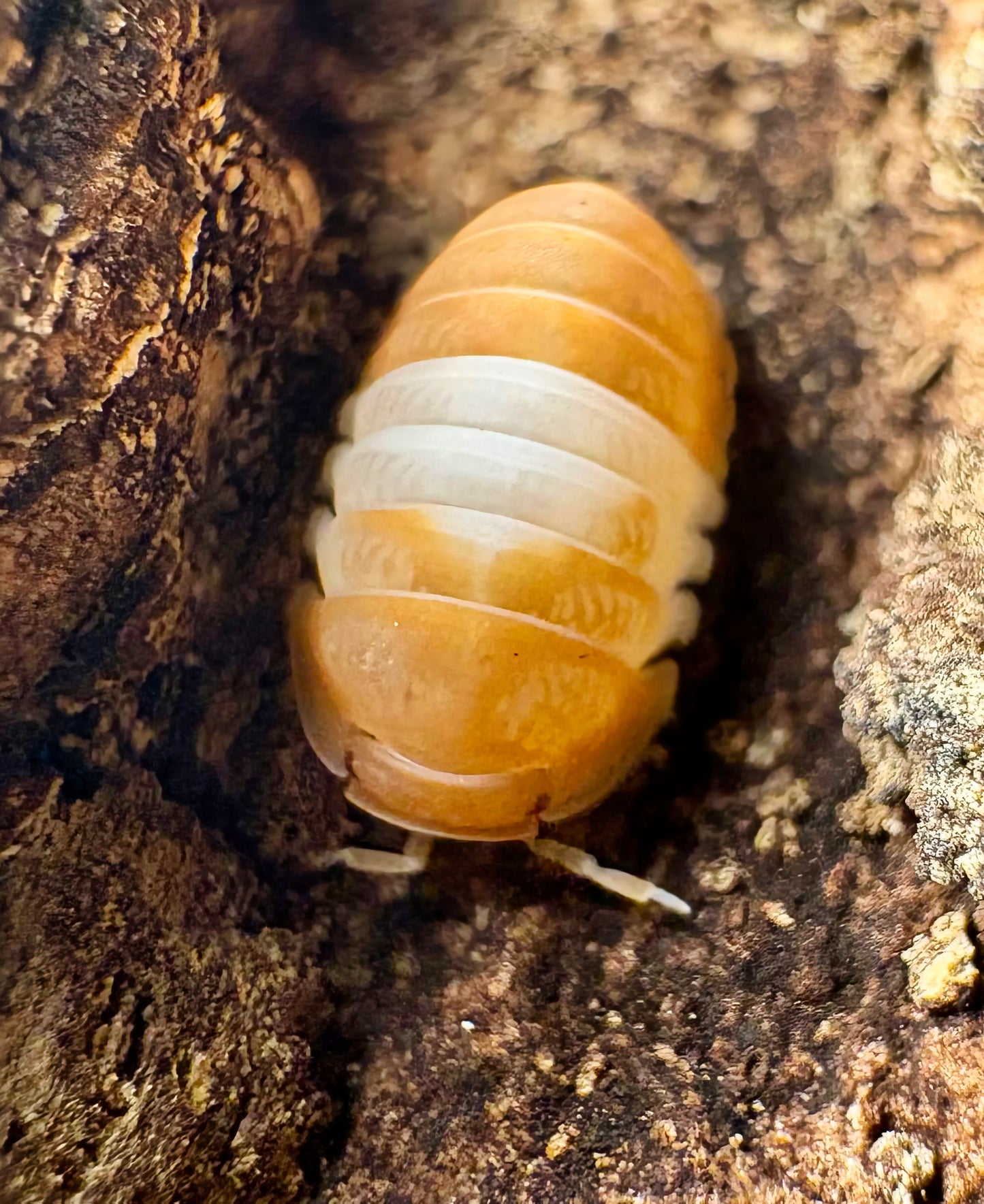 Cubaris sp "Red Panda King"