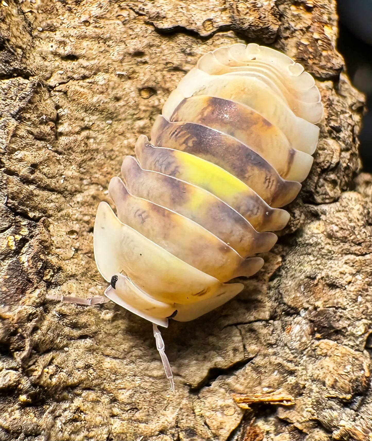 Cubaris sp "Amber Firefly LCF"