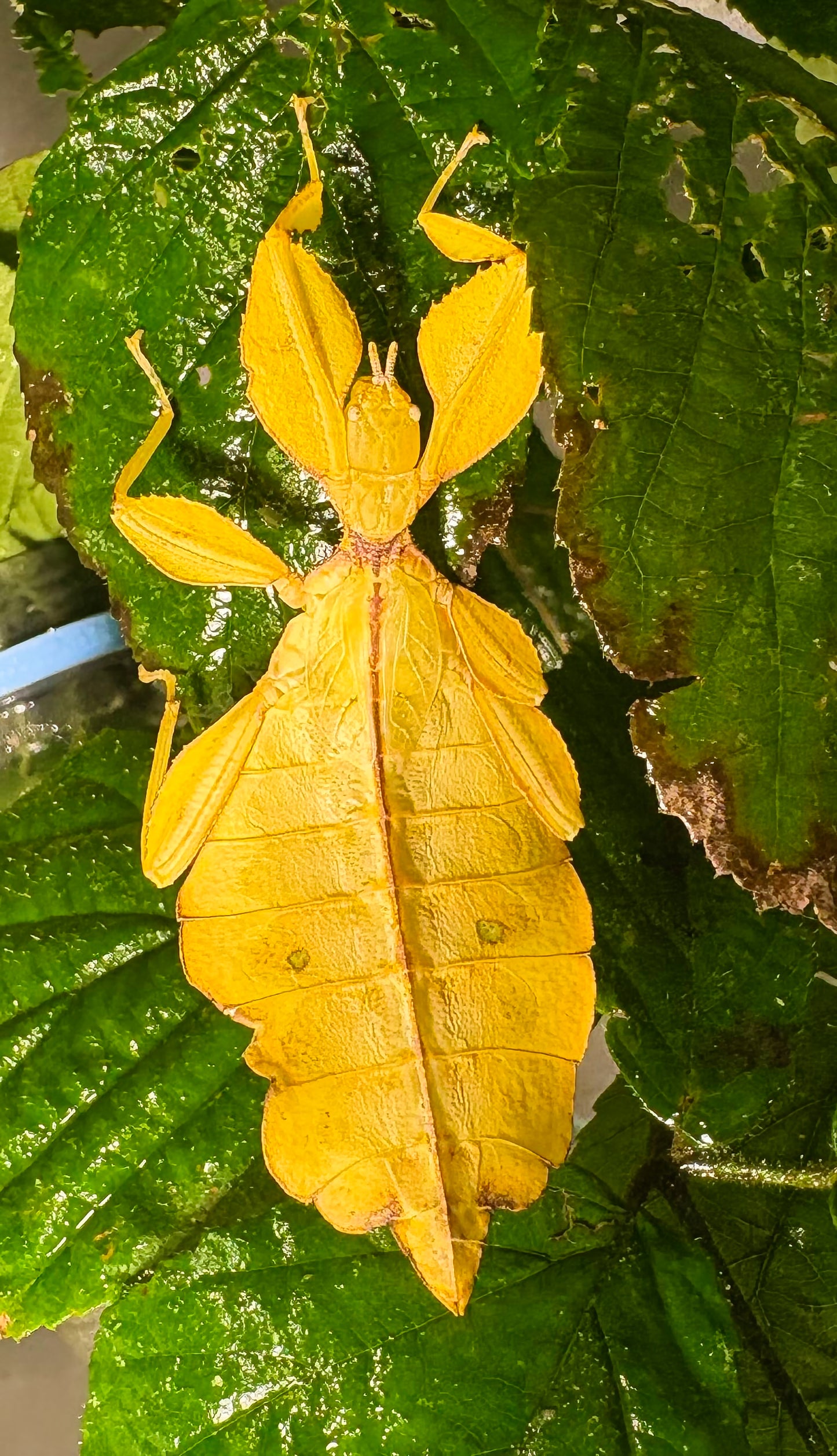 Phyllium philippinicum Nymphs