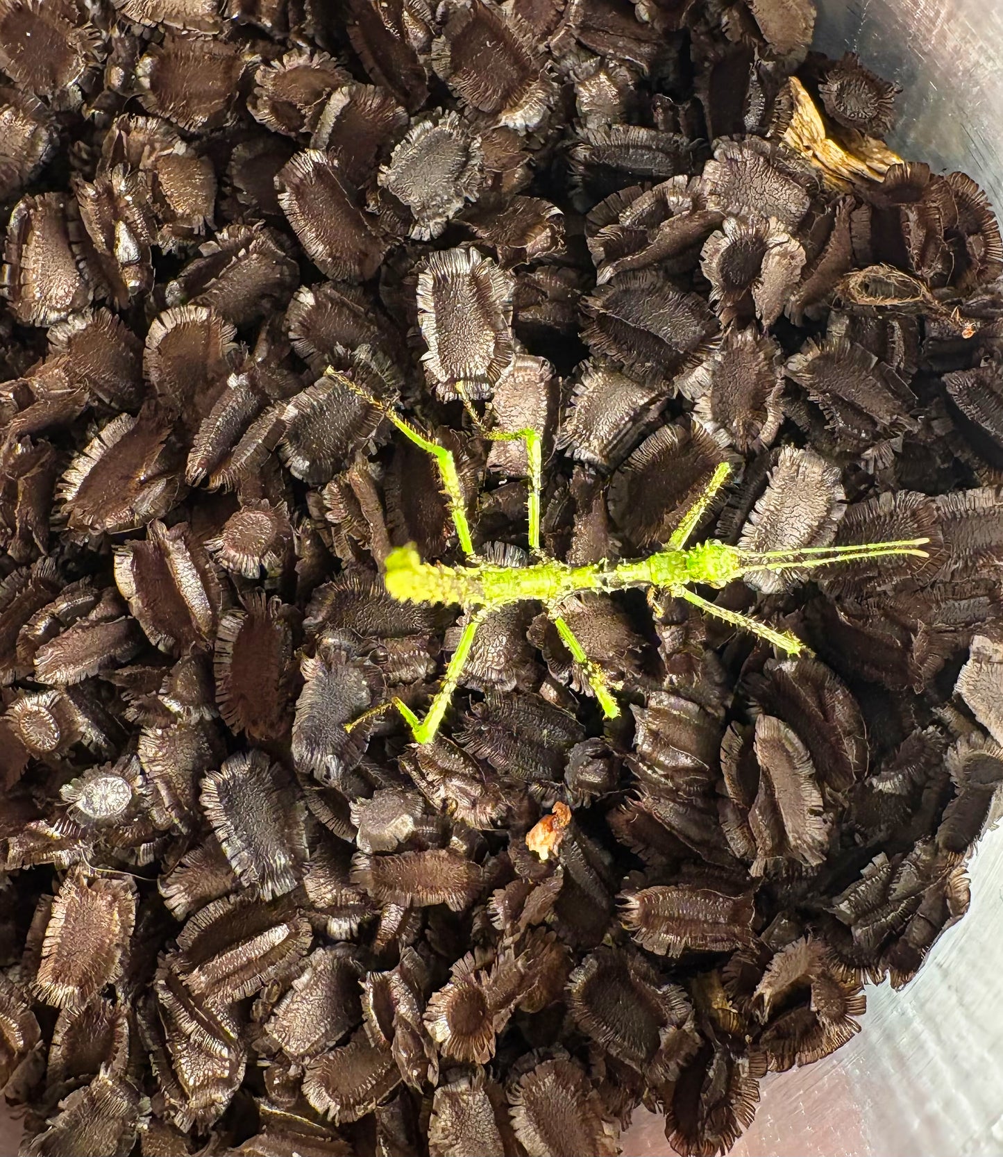 Taraxippus samarae "Siquirres" Nymphs