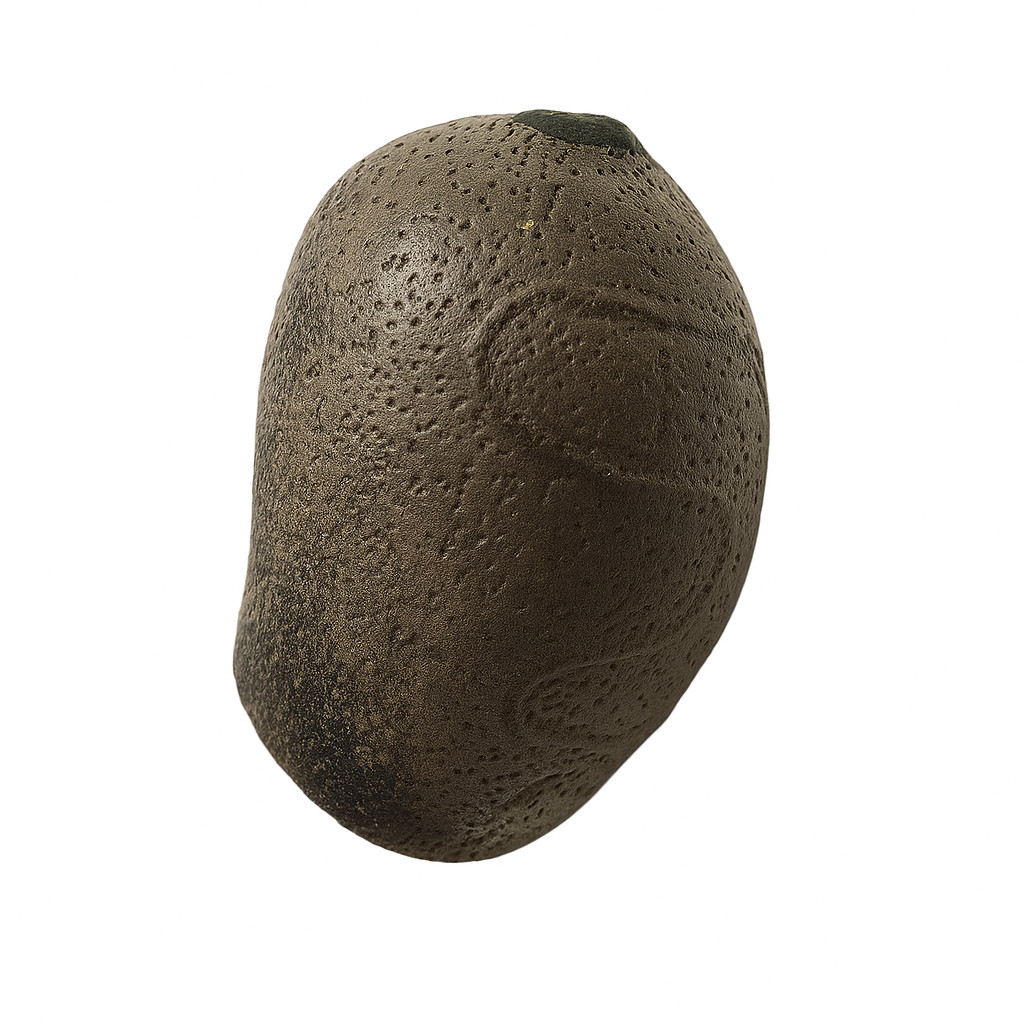 Mearnsiana bullosa "Mt. Apo" Eggs