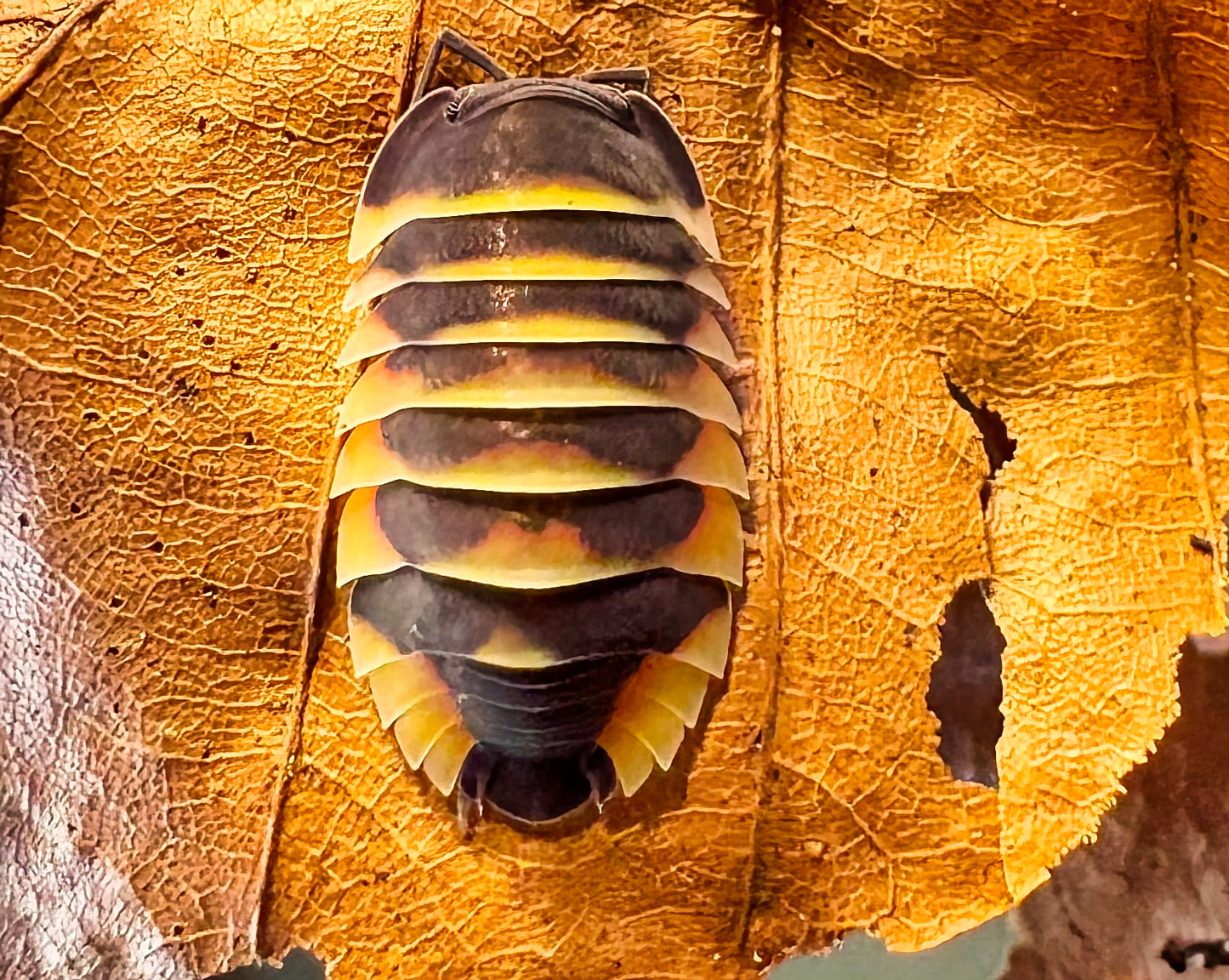 Ardentiella sp "Ember Bee"