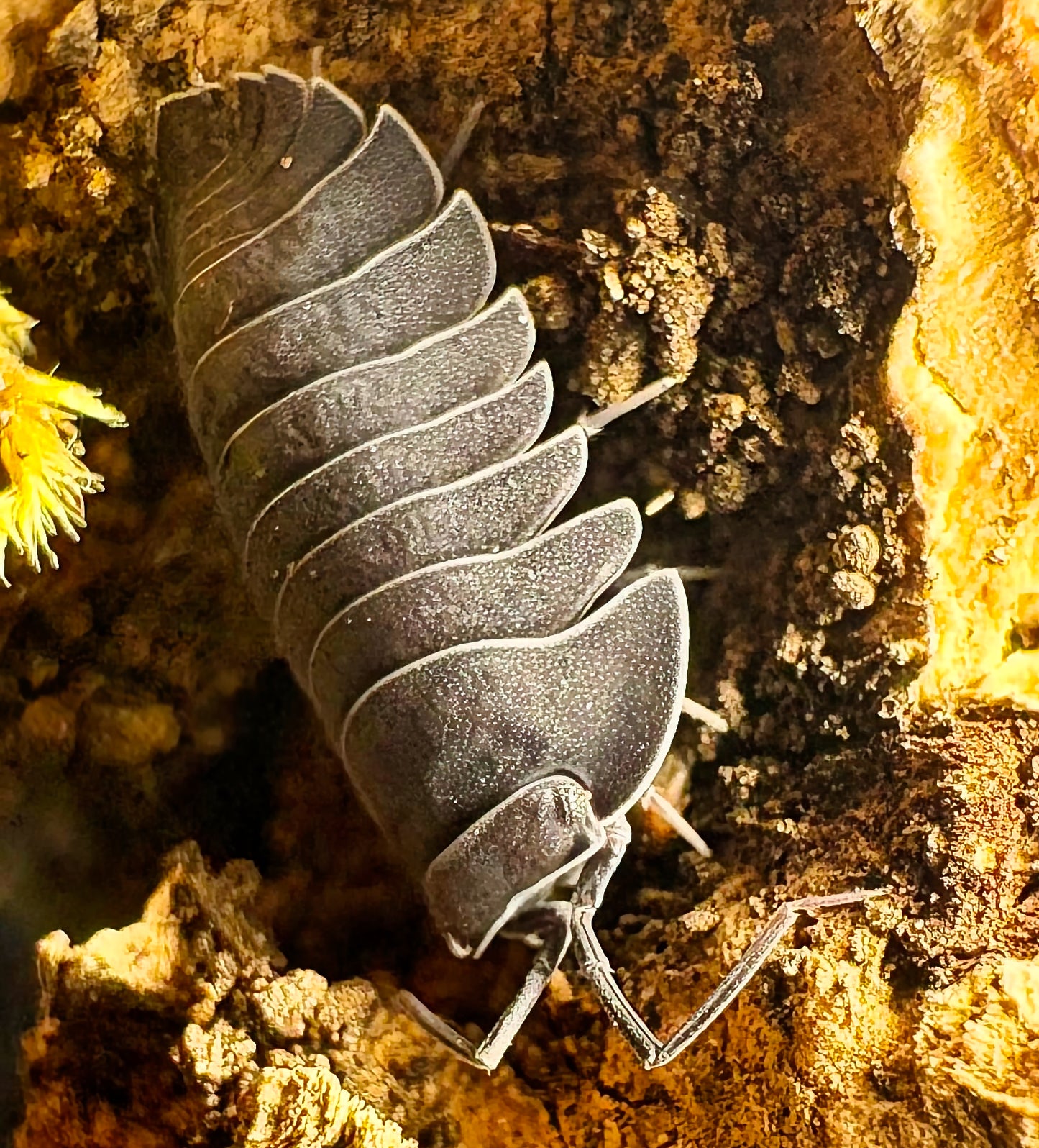 Ardentiella sp "Black Hole"