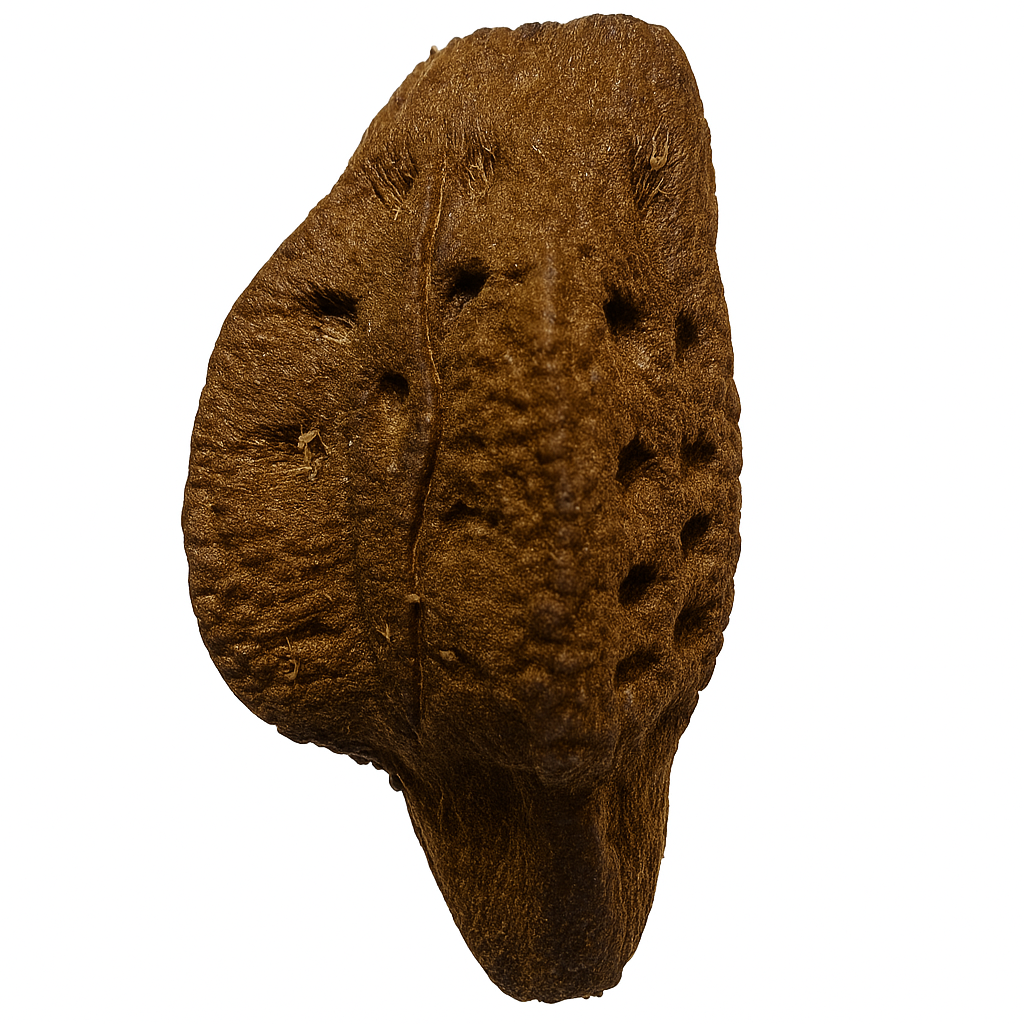 Pulchriphyllium giganteum "Taph Hills" Eggs