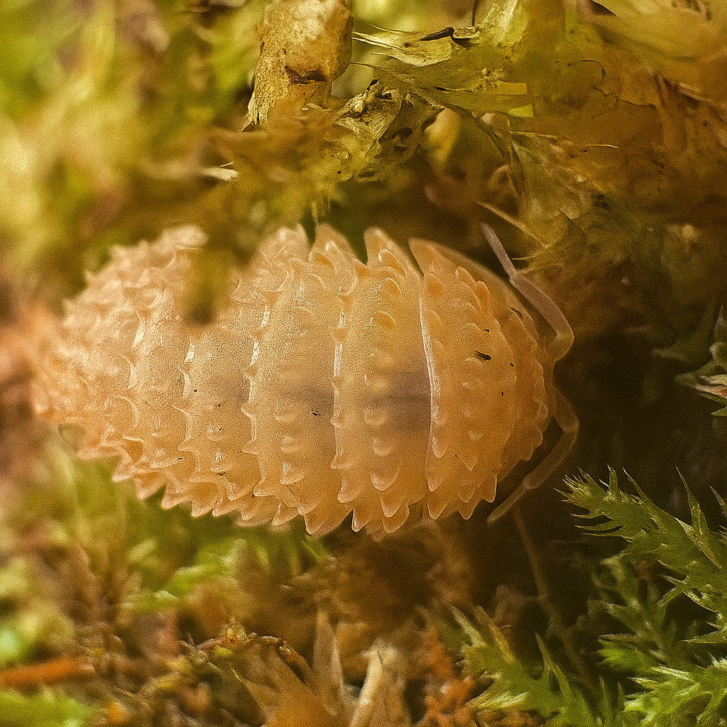 Cristarmadillidium muricatum (Crystal Pineapple Isopod)