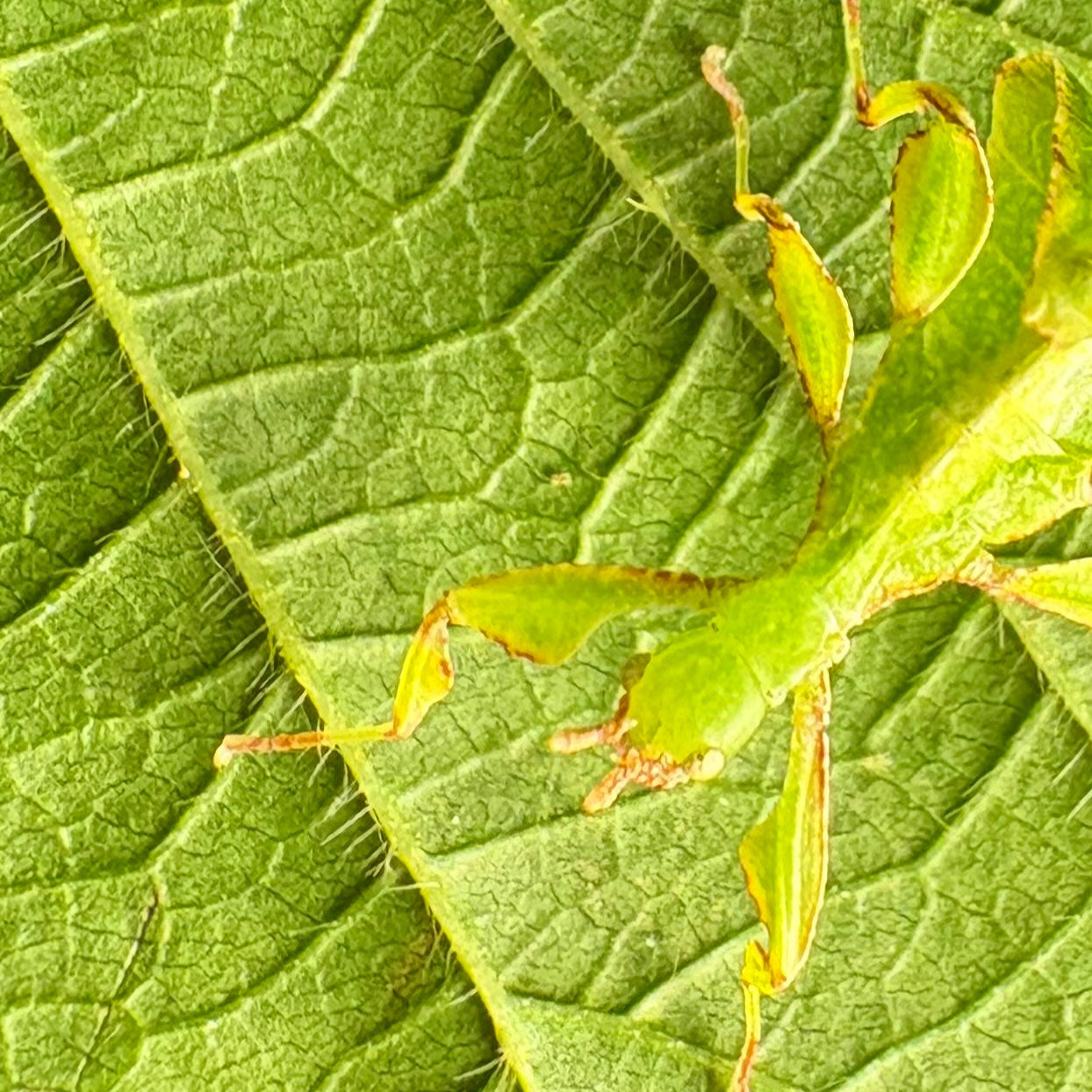 Phyllium gantungense "Rizal" Nymphs