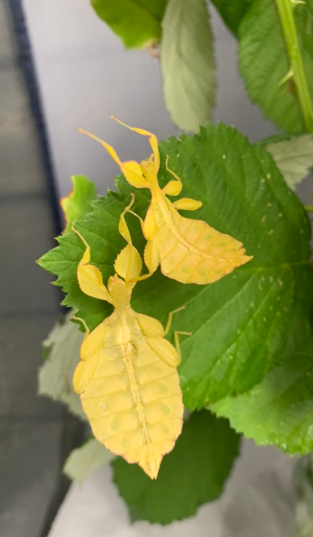 Phyllium philippinicum Nymphs