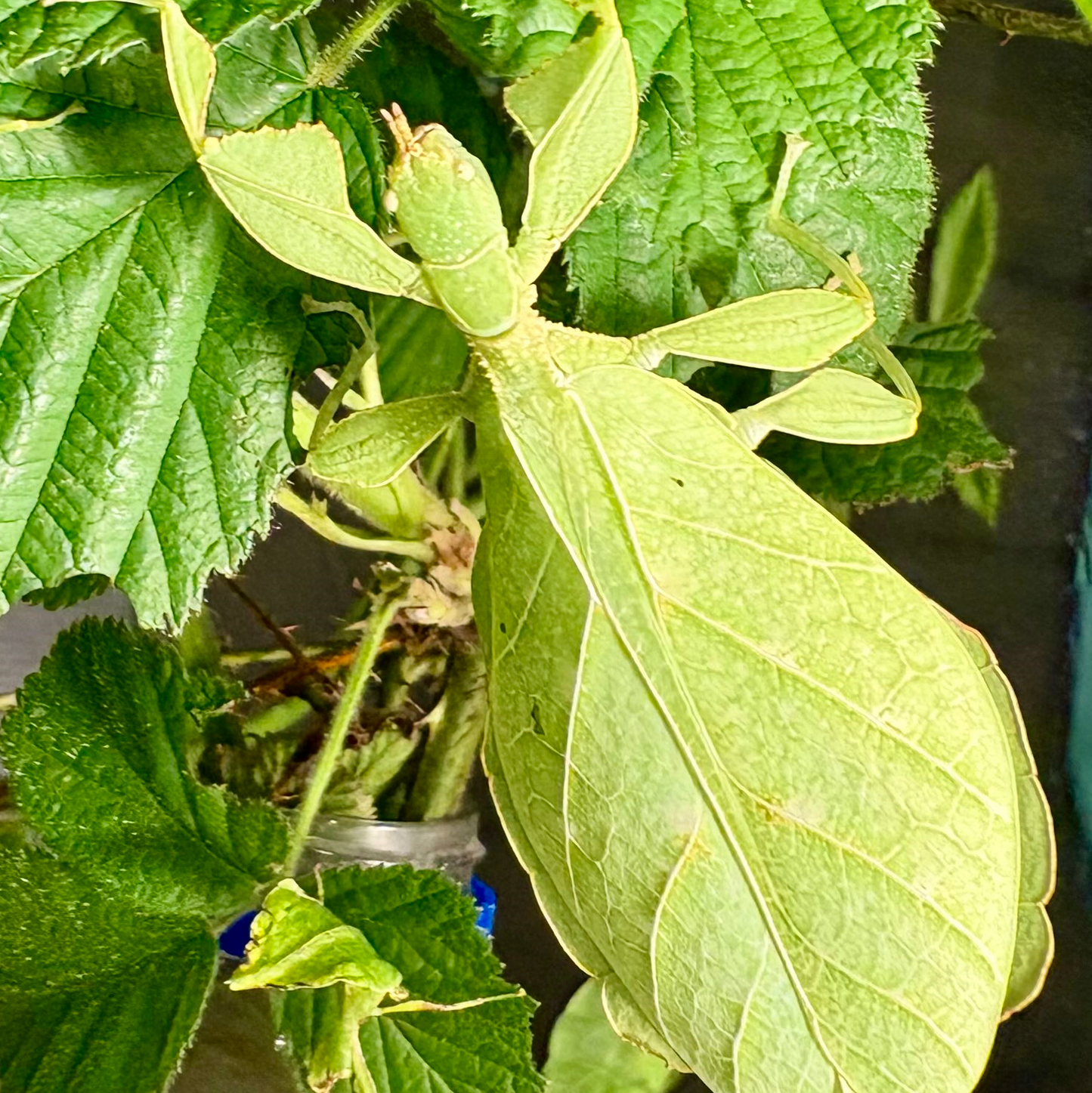 Phyllium gardabagusi "Argopuro" Eggs