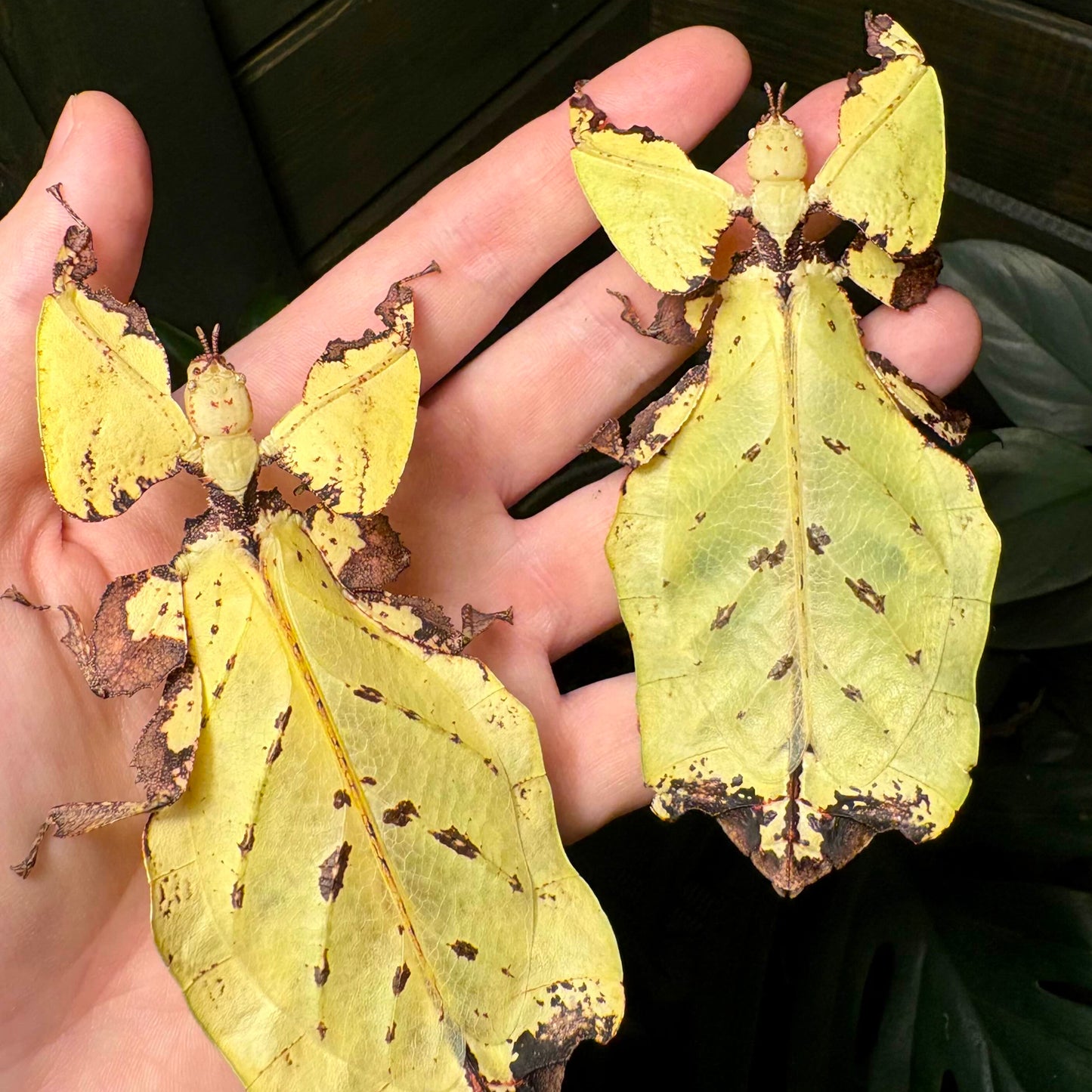 Pulchriphyllium giganteum "Taph Hills" Eggs