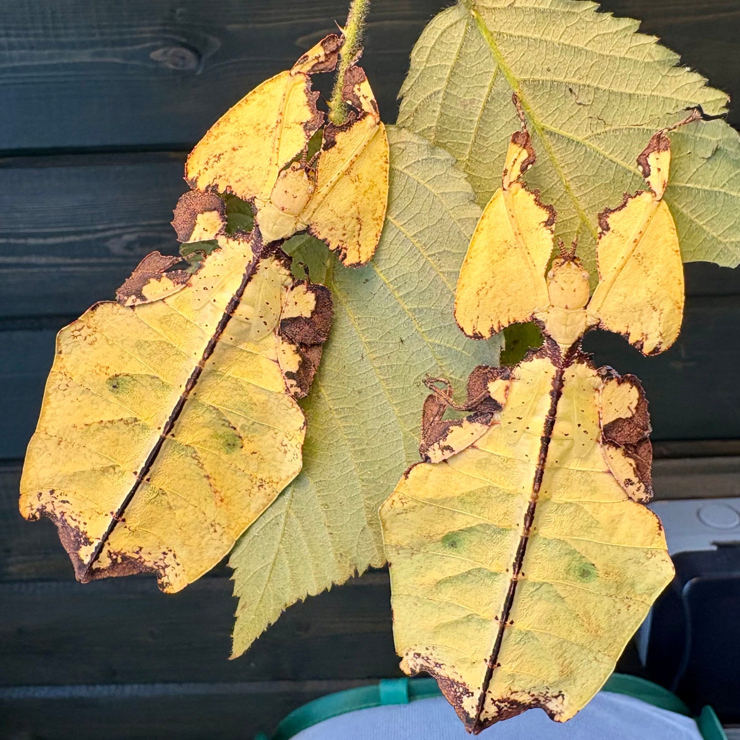 Pulchriphyllium giganteum "Taph Hills" Eggs