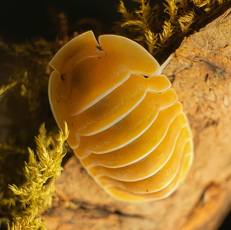 Isopods